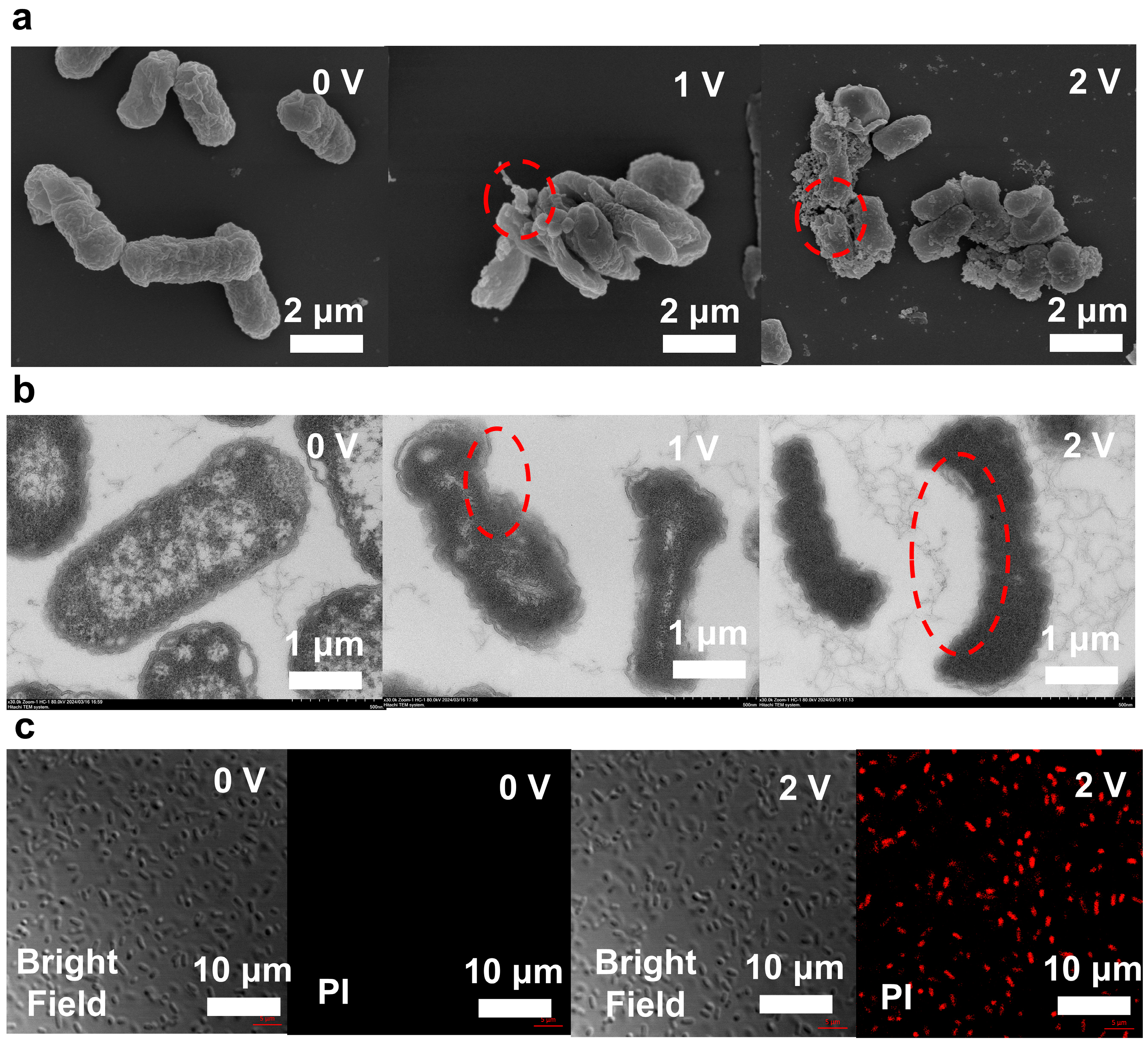 Antibiotics 13 01161 g003