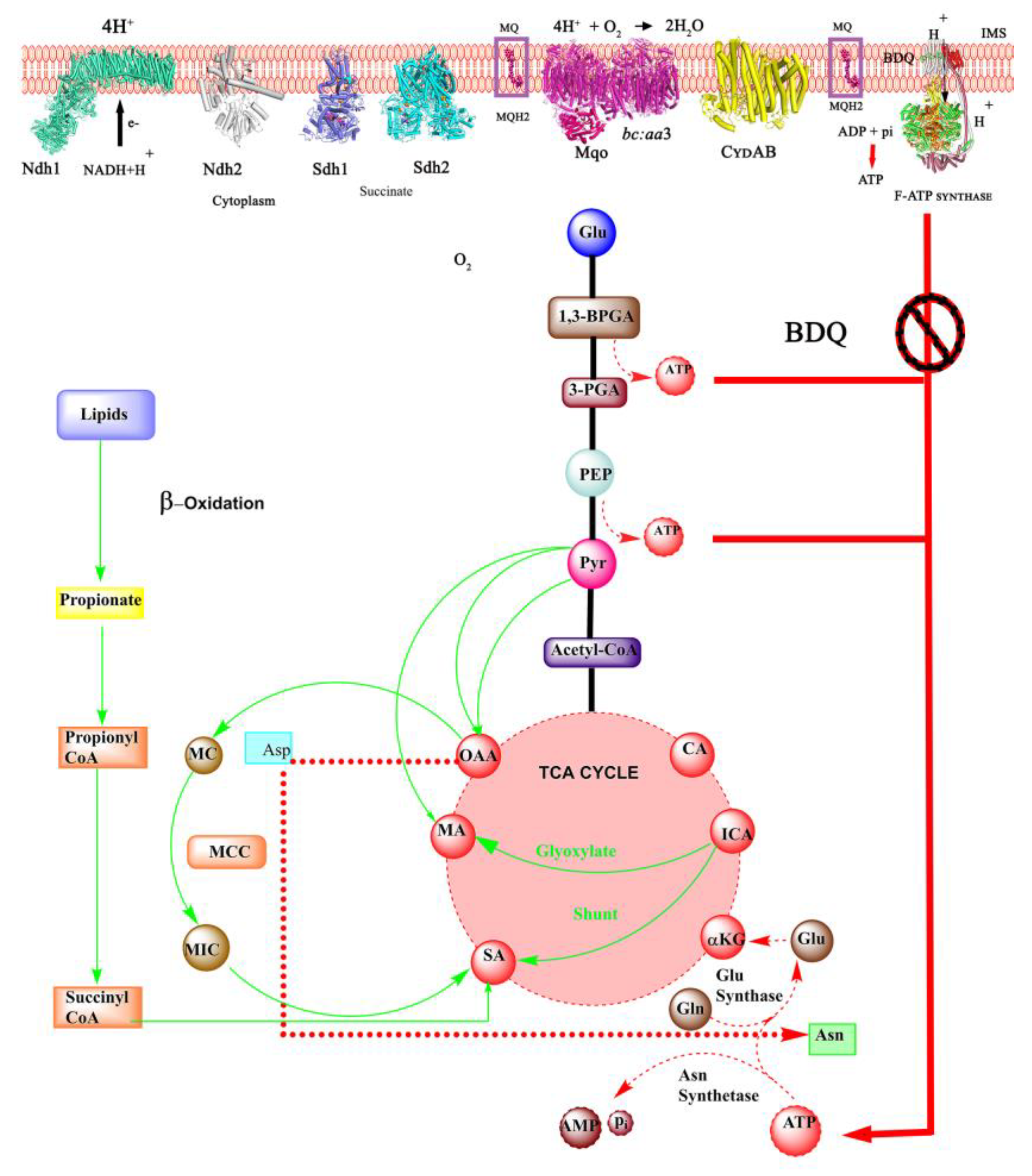Antibiotics 13 01169 g014