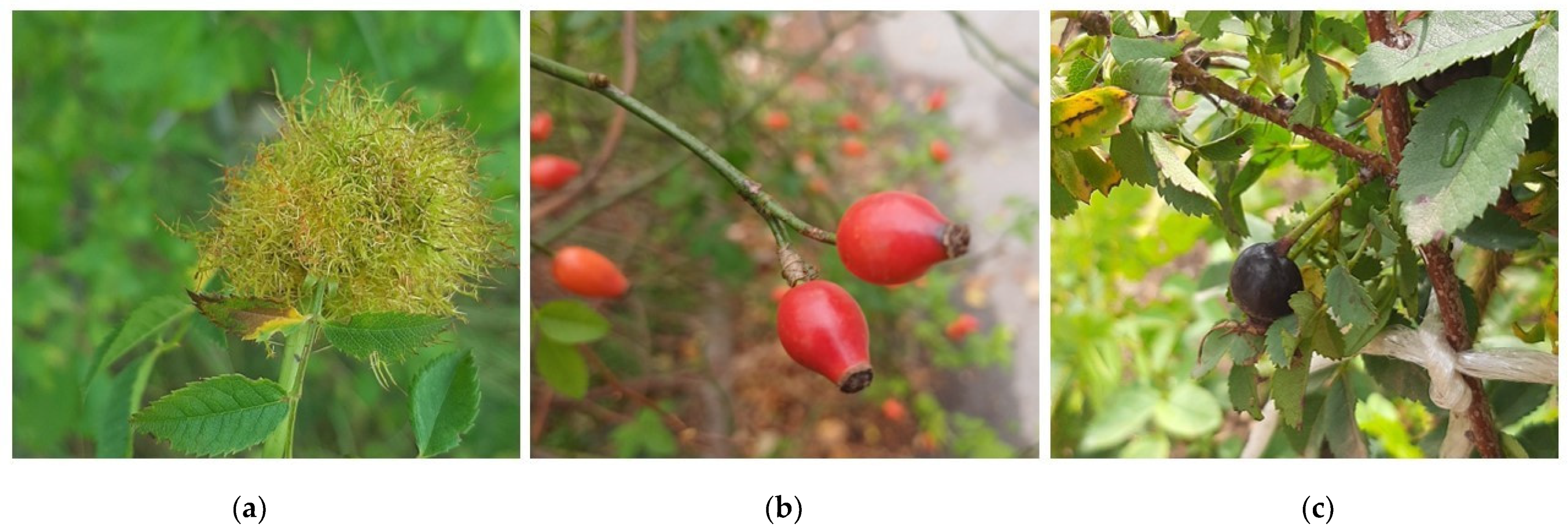 Antibiotics 13 01178 g002