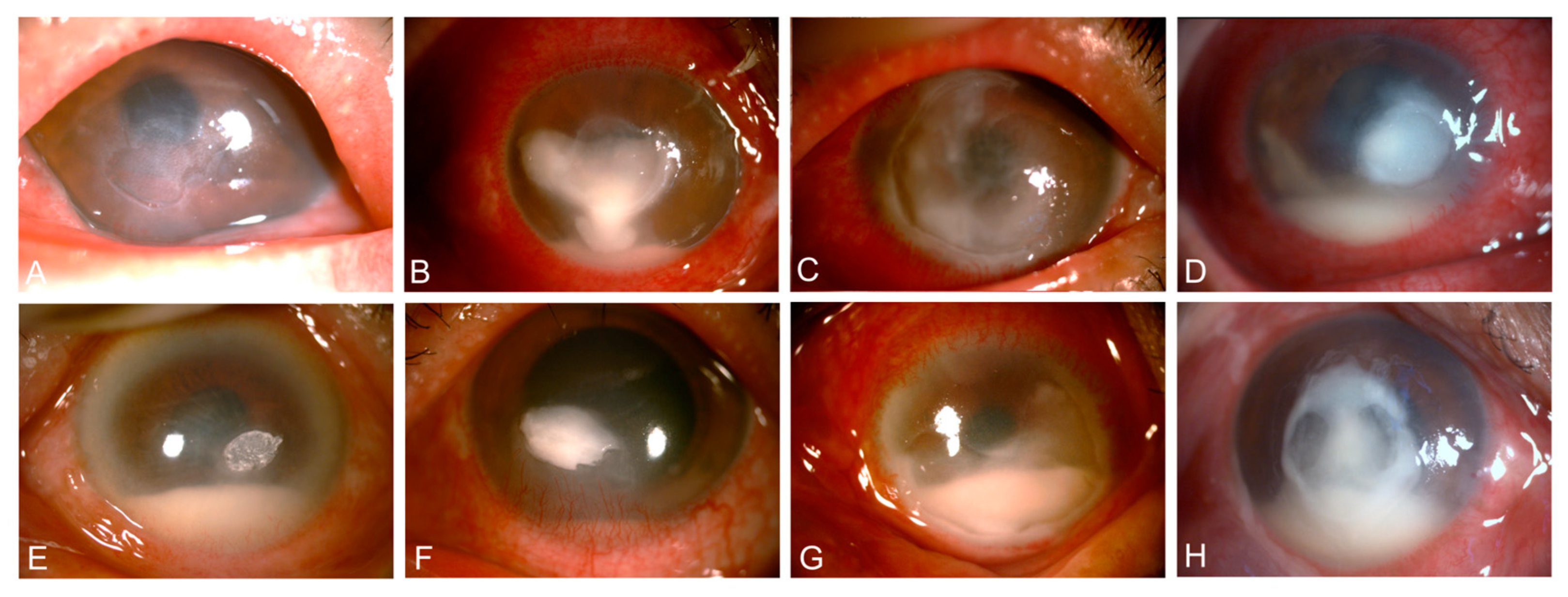 Antibiotics 13 01190 g001