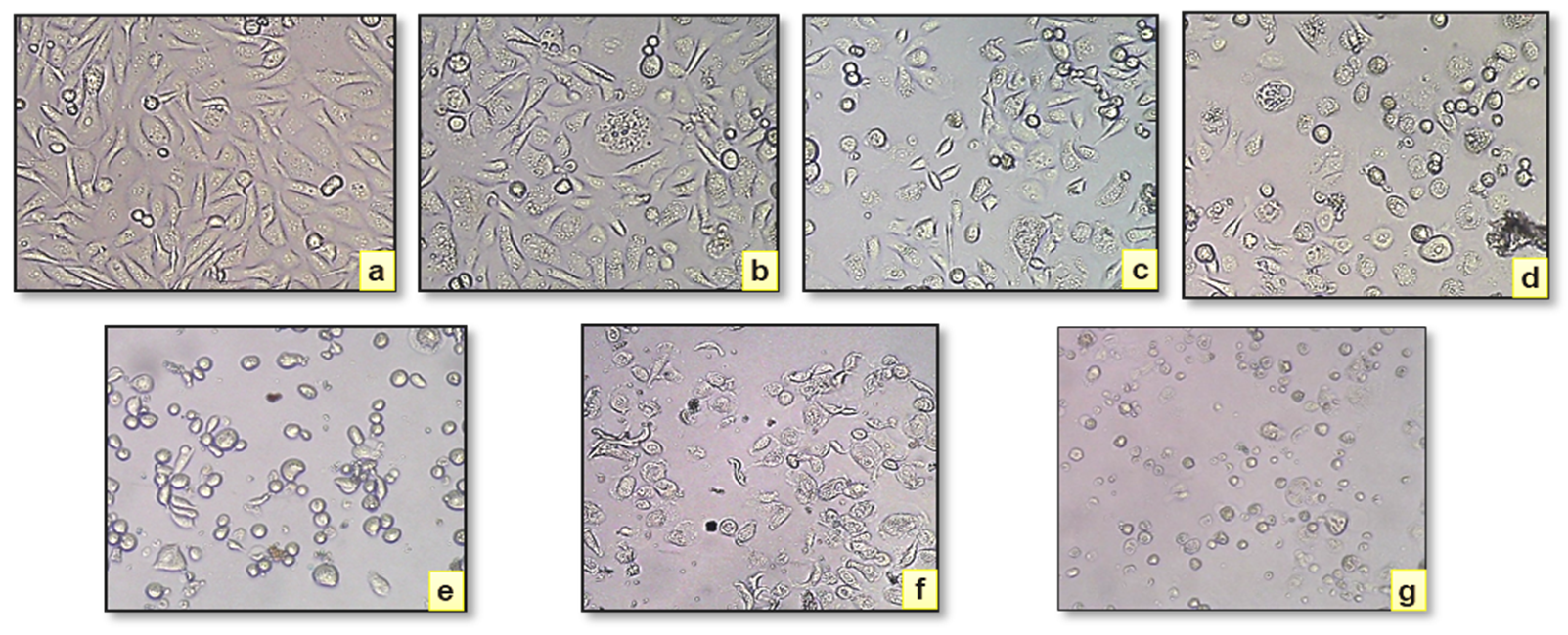 Antibiotics 13 01193 g005