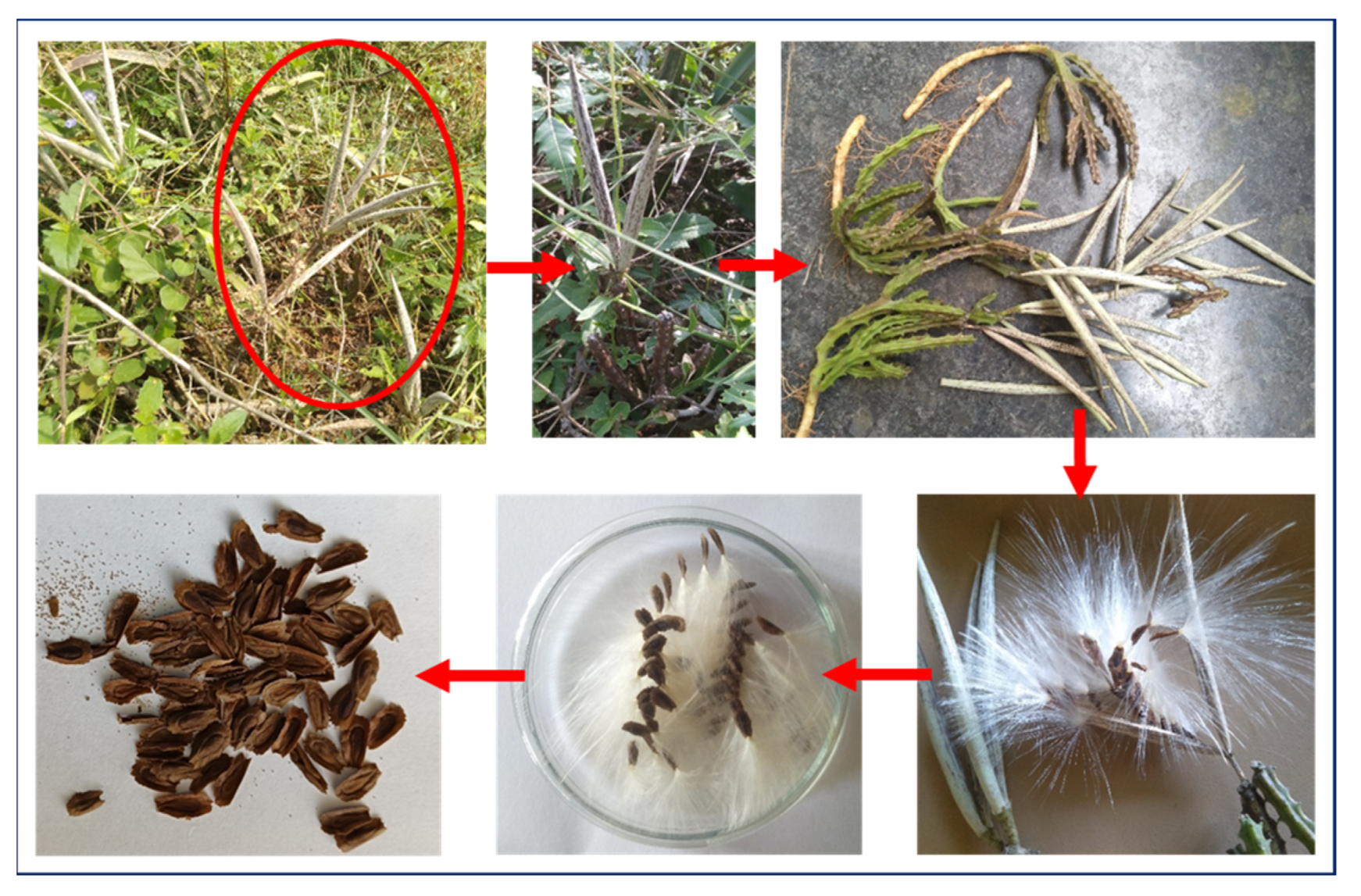 Antibiotics 13 01193 g013