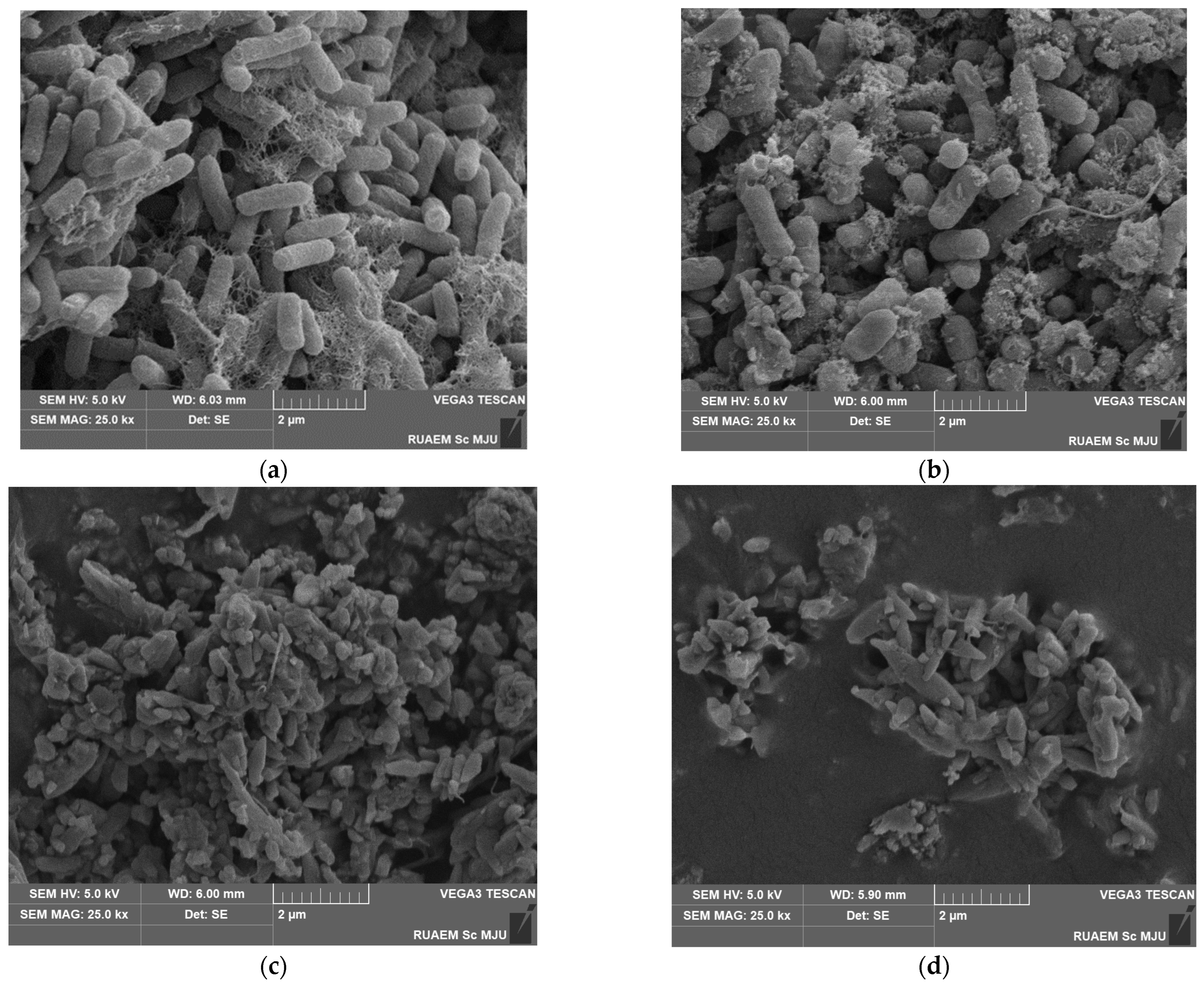 Antibiotics 13 01211 g004