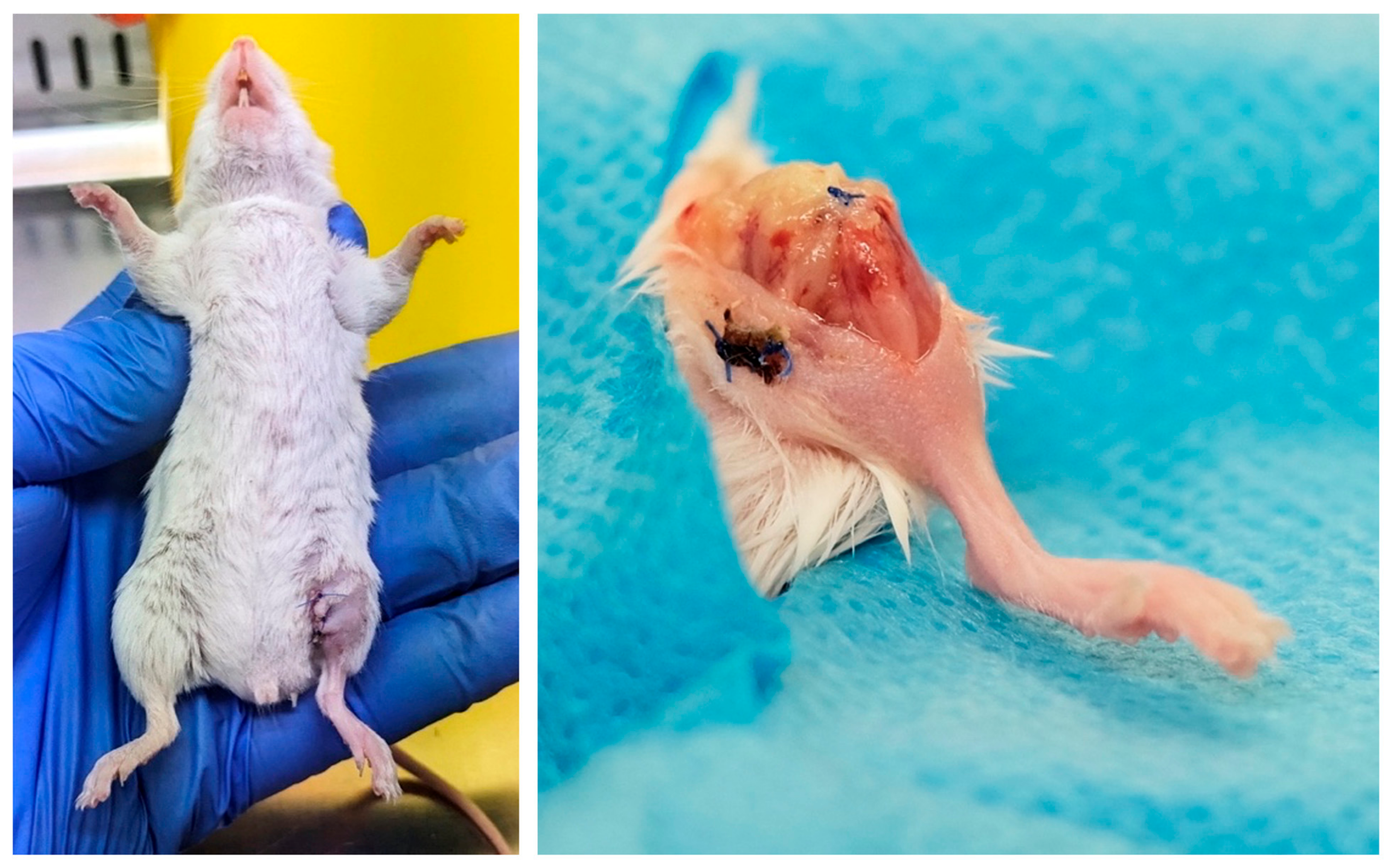 Antibiotics 13 01225 g002