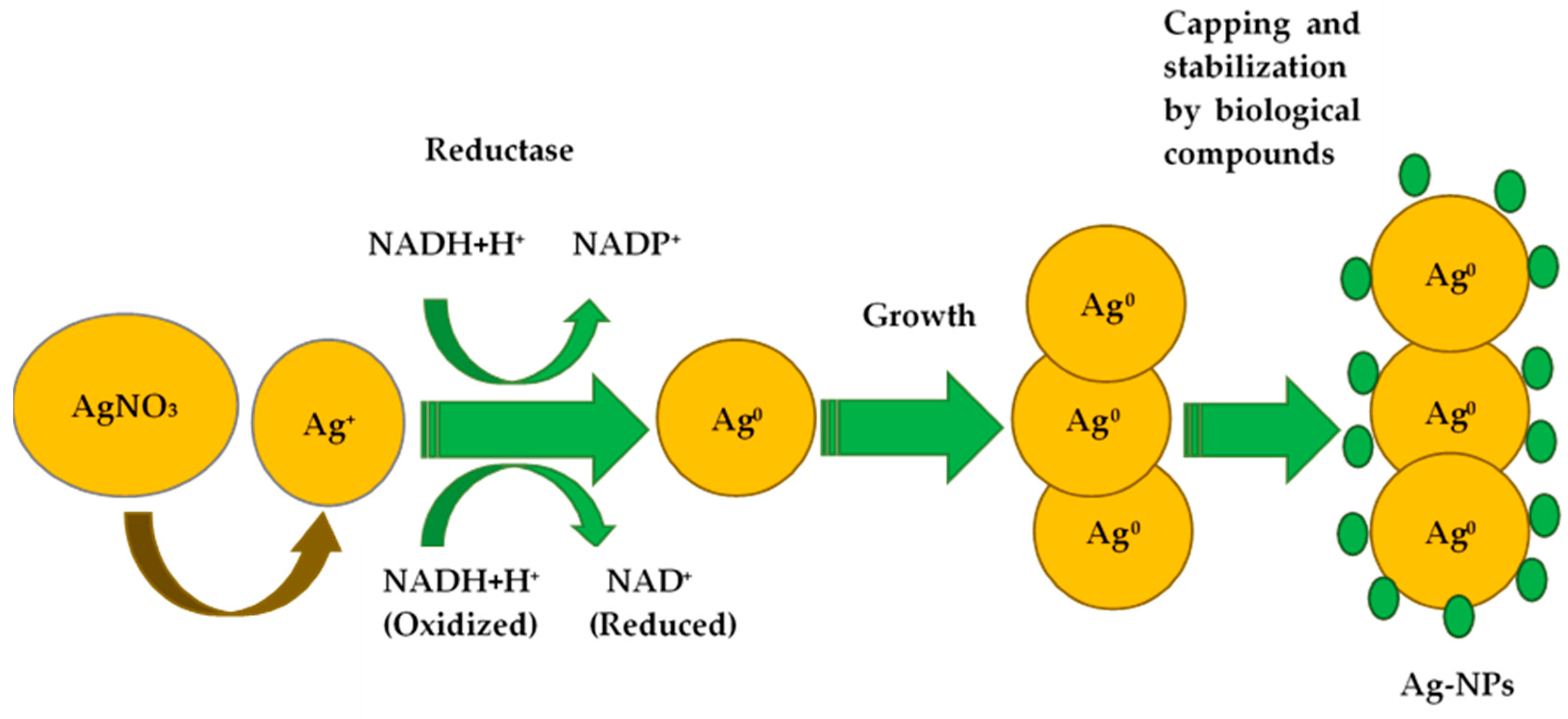 Antibiotics 14 00005 g002