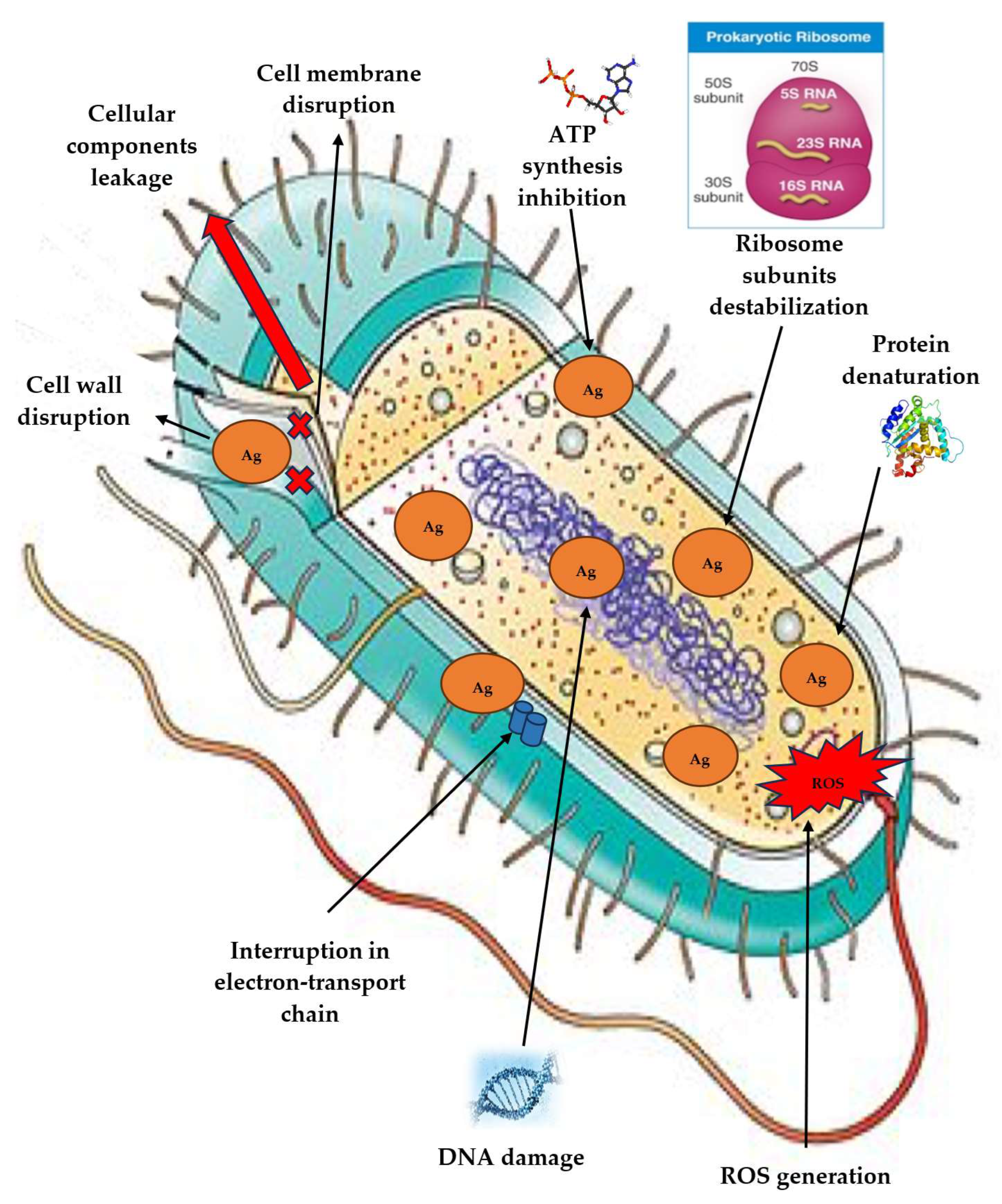 Antibiotics 14 00005 g004