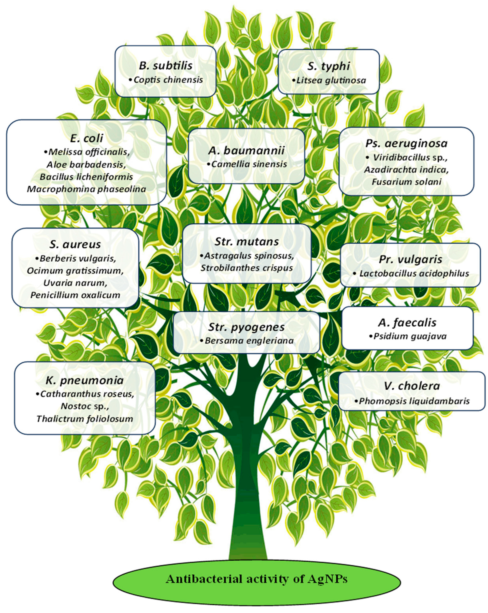 Antibiotics 14 00005 g005