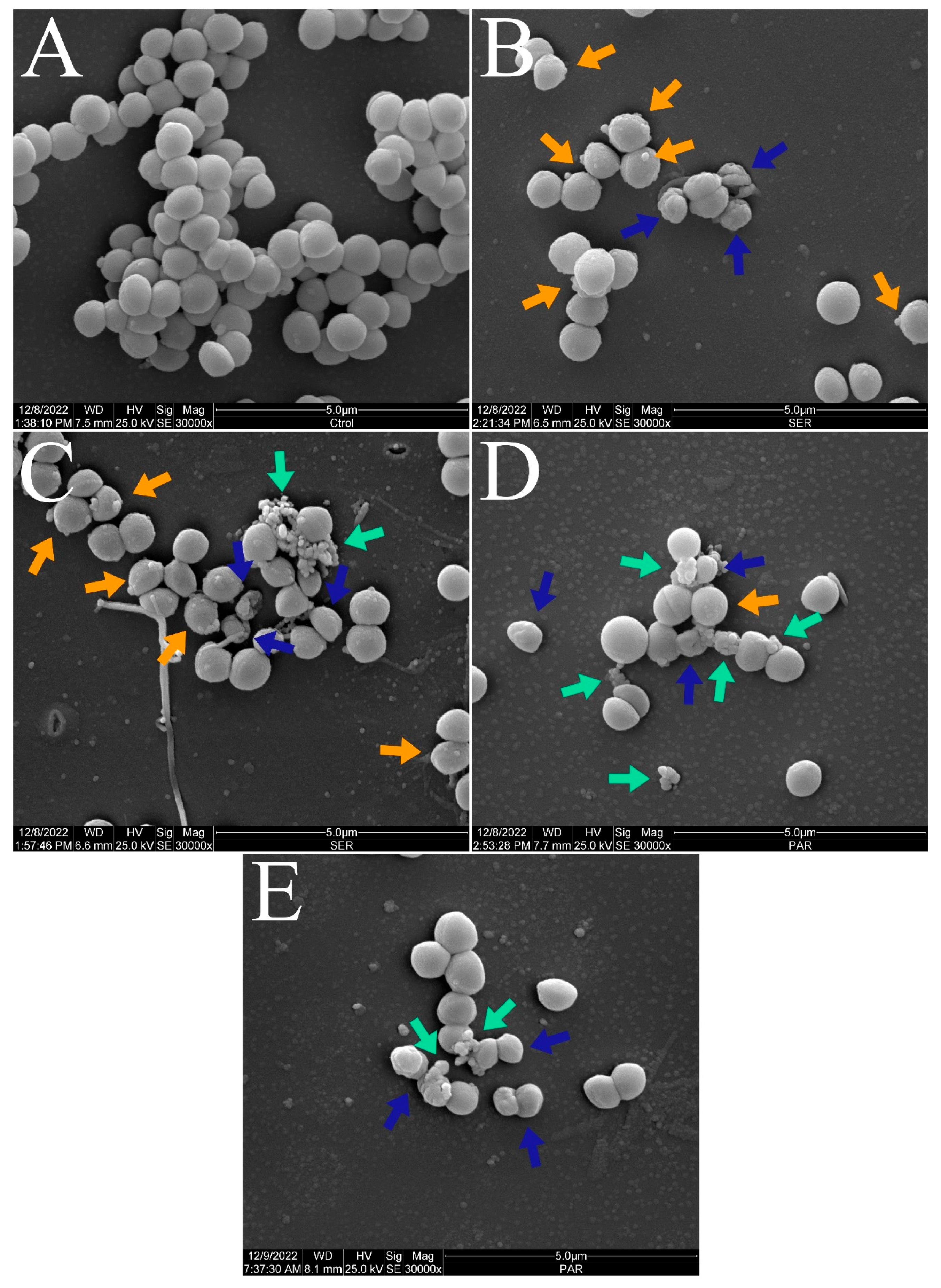 Antibiotics 14 00051 g004