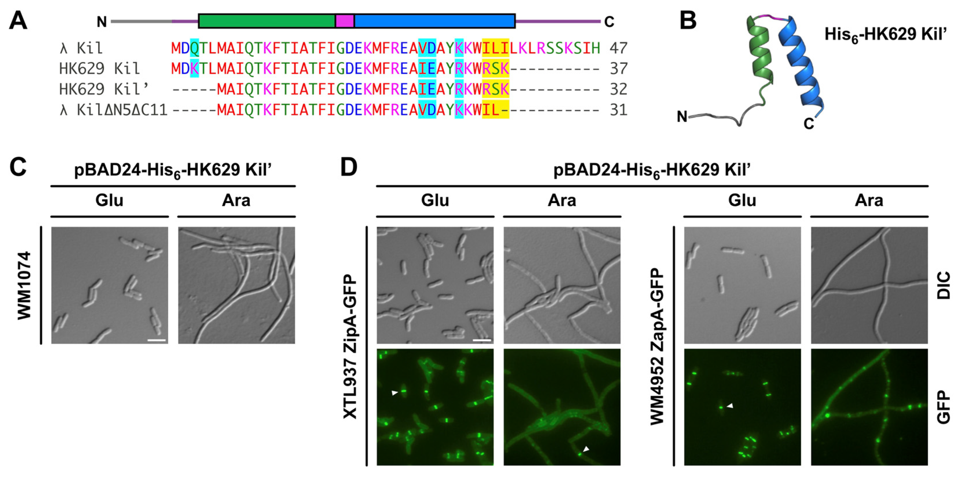Antibiotics 14 00052 g004