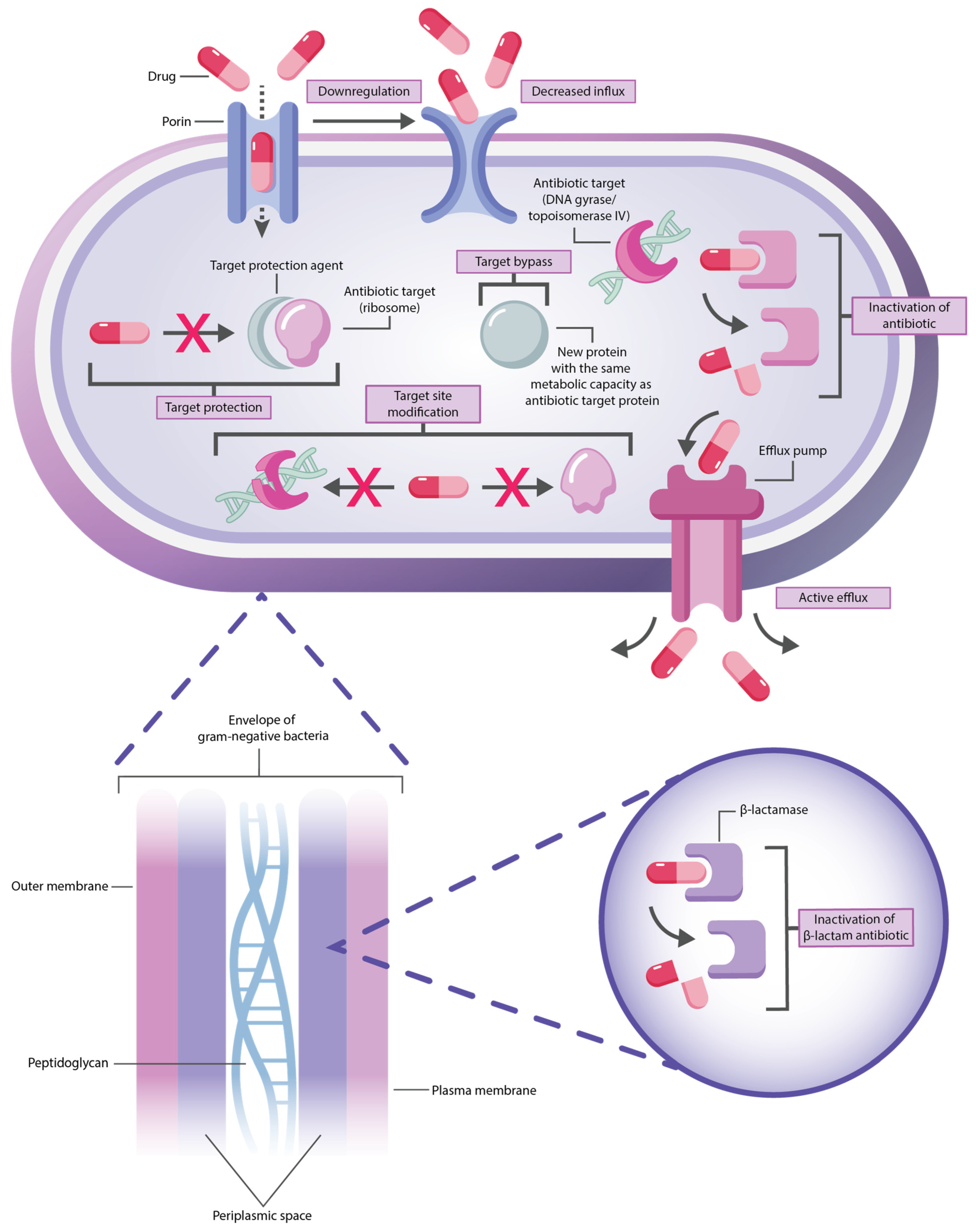 Antibiotics 14 00063 g002