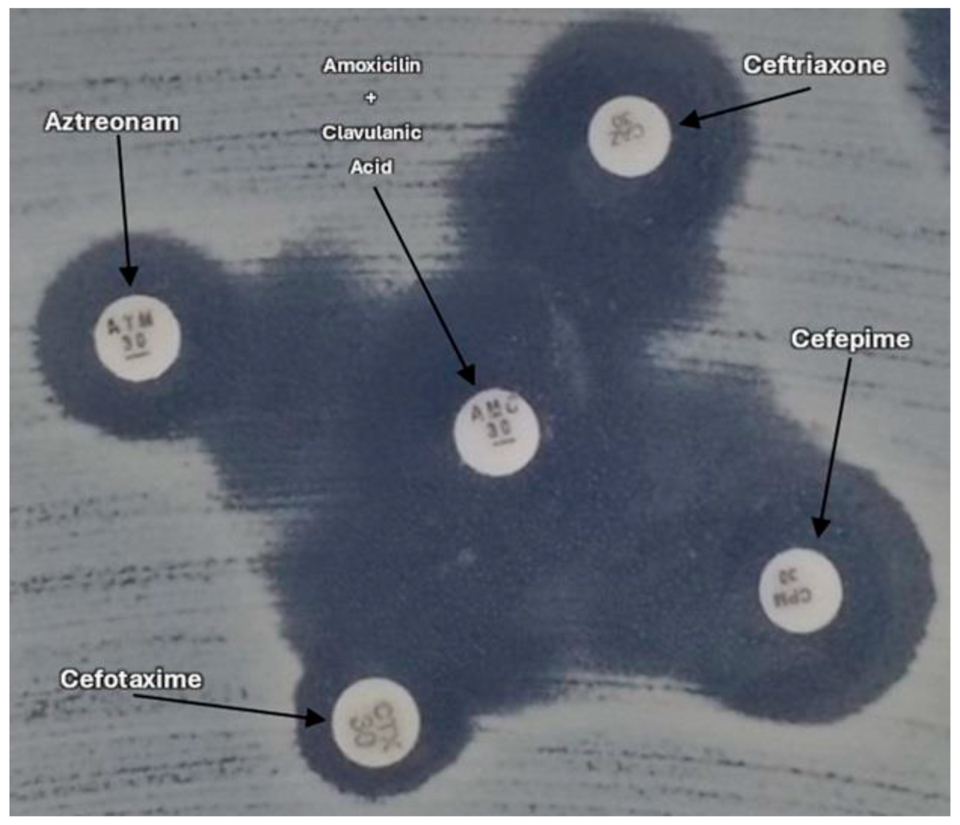 Antibiotics 14 00069 g003