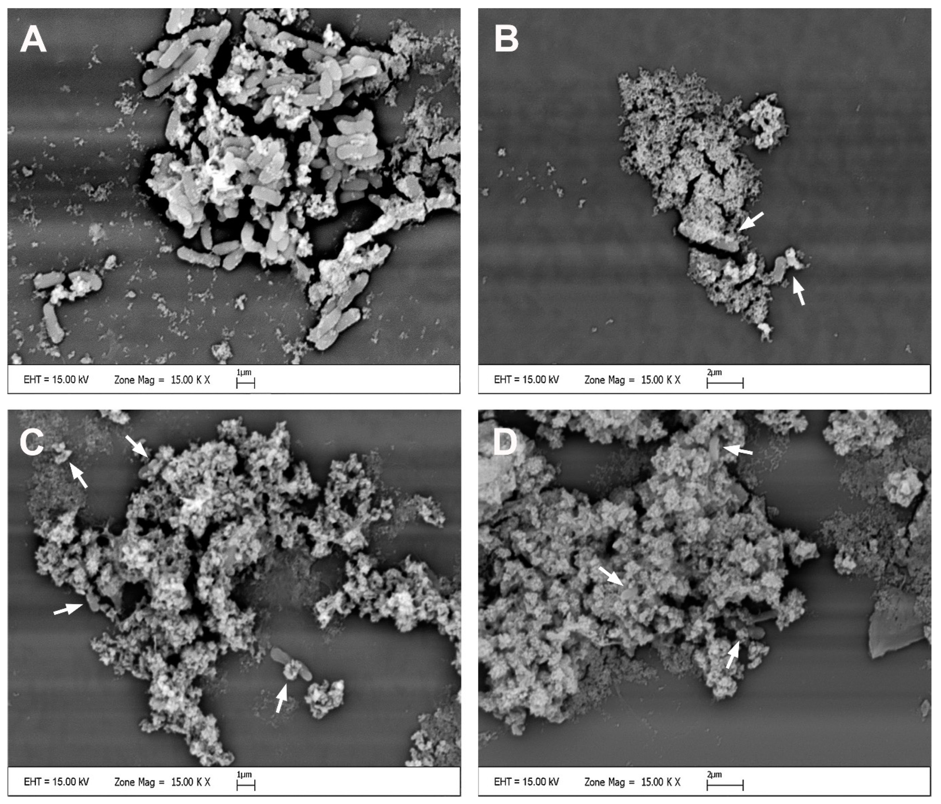 Antibiotics 14 00071 g007