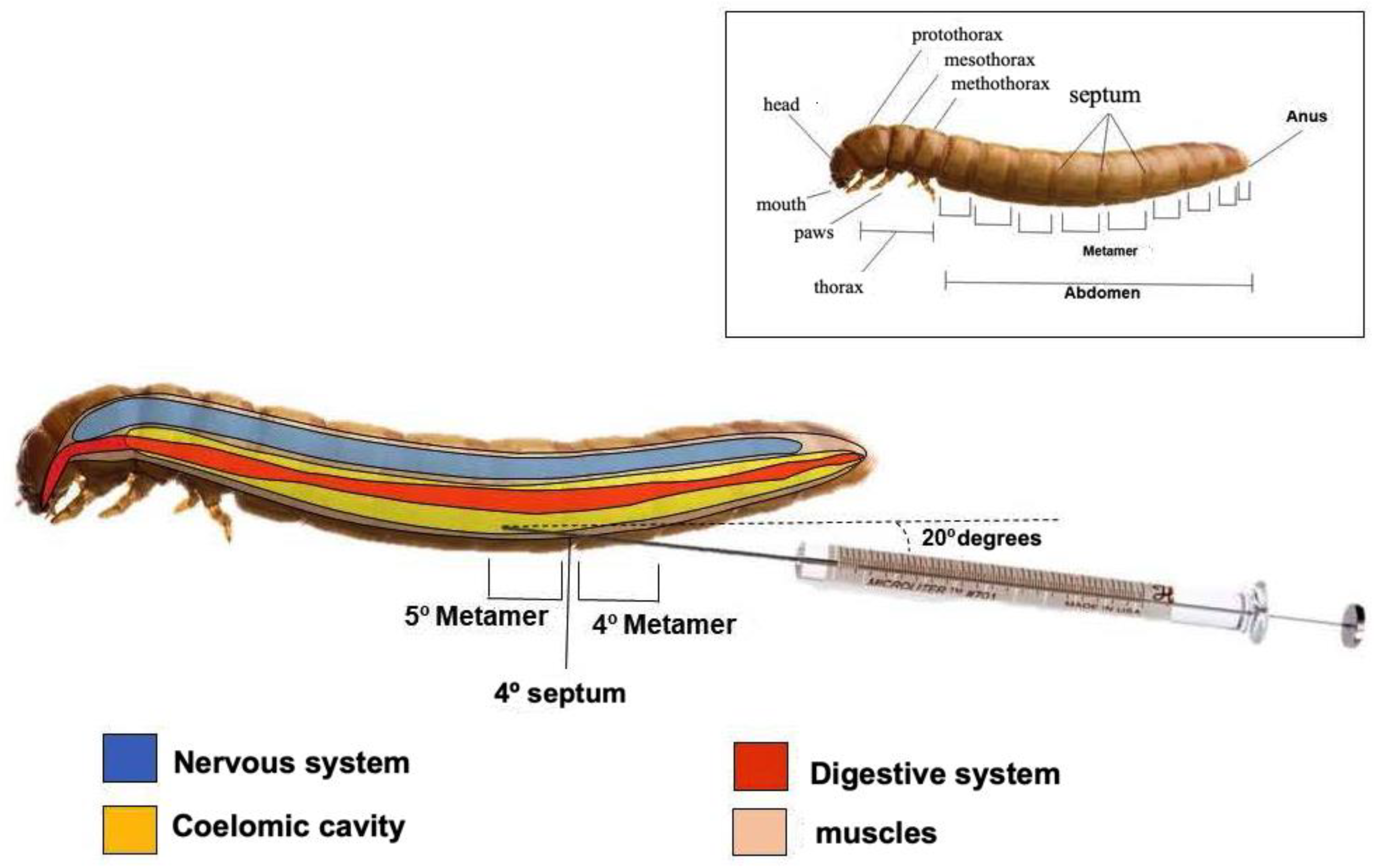 Antibiotics 14 00072 g010 Antibiotics 14 00072 g010