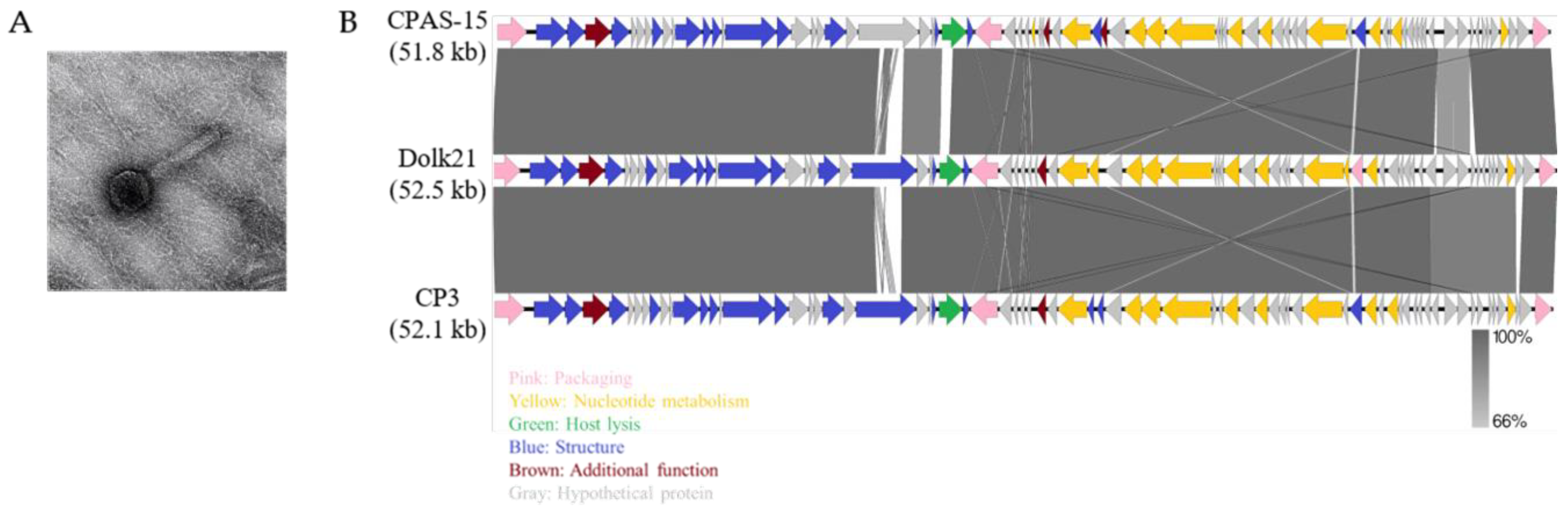 Antibiotics 14 00081 g001