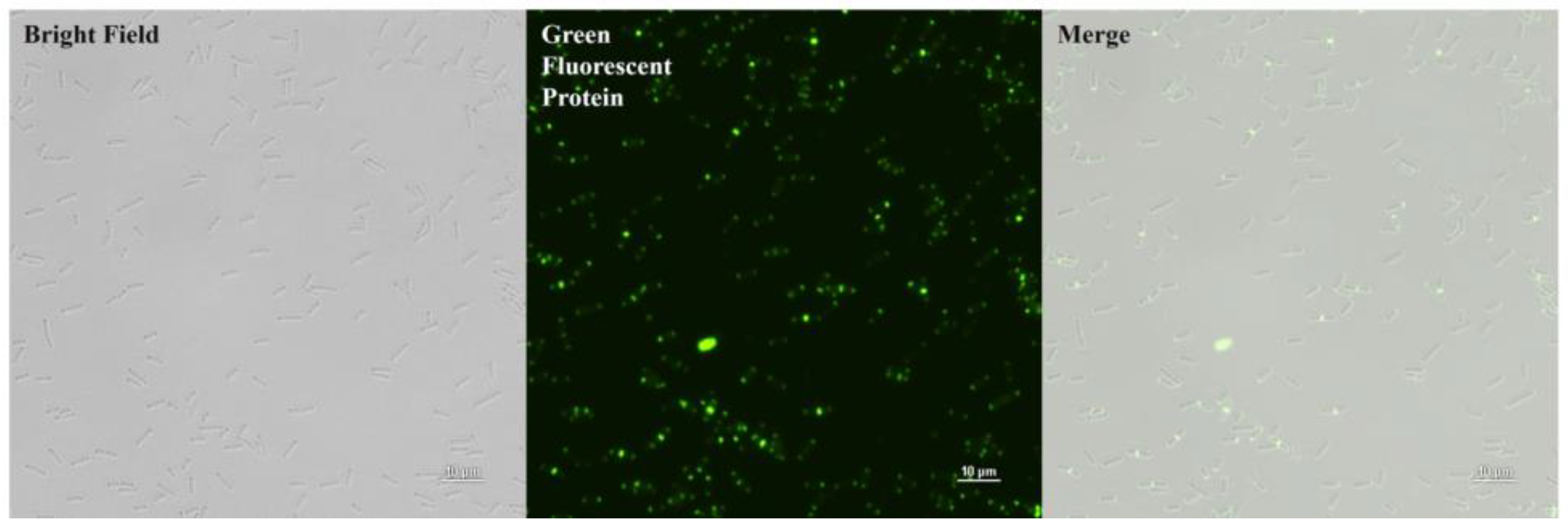Antibiotics 14 00081 g004