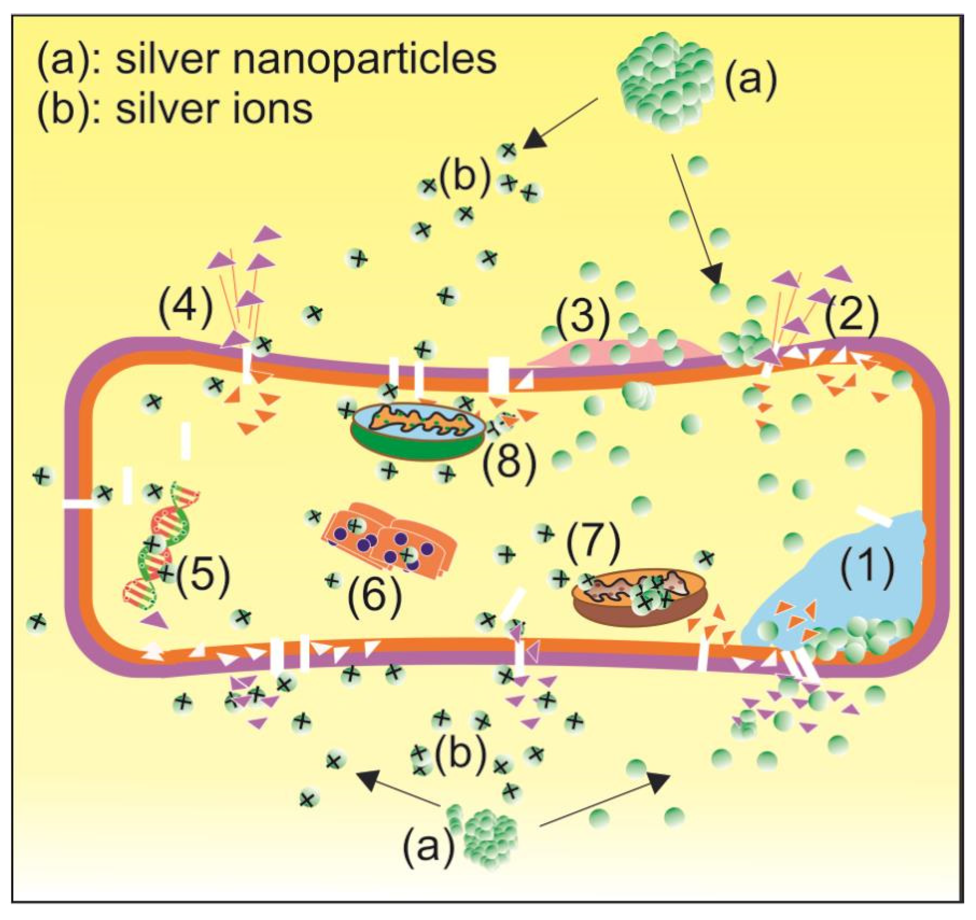 Antibiotics 14 00086 g001 Antibiotics 14 00086 g001