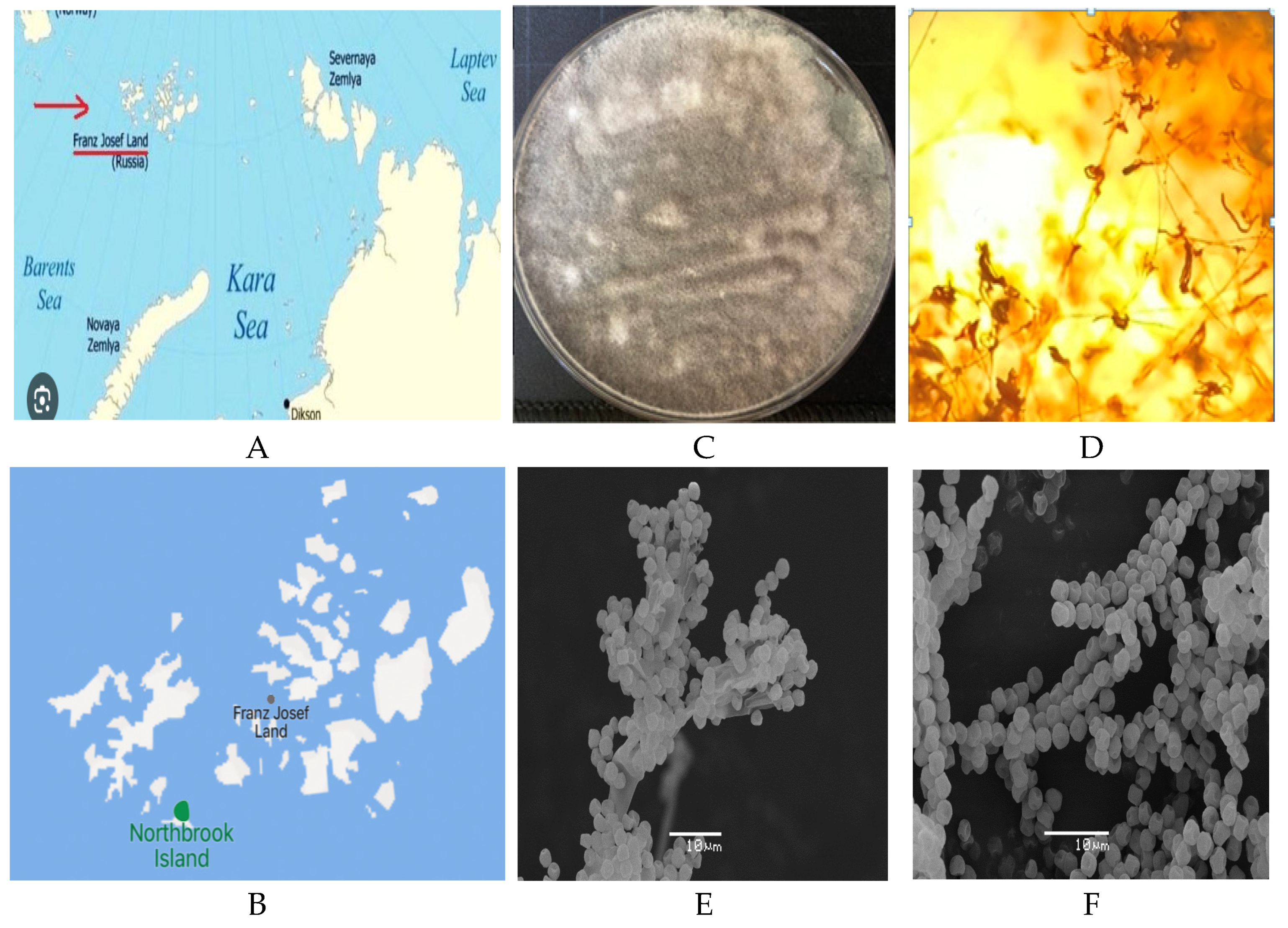 Antibiotics 14 00088 g001