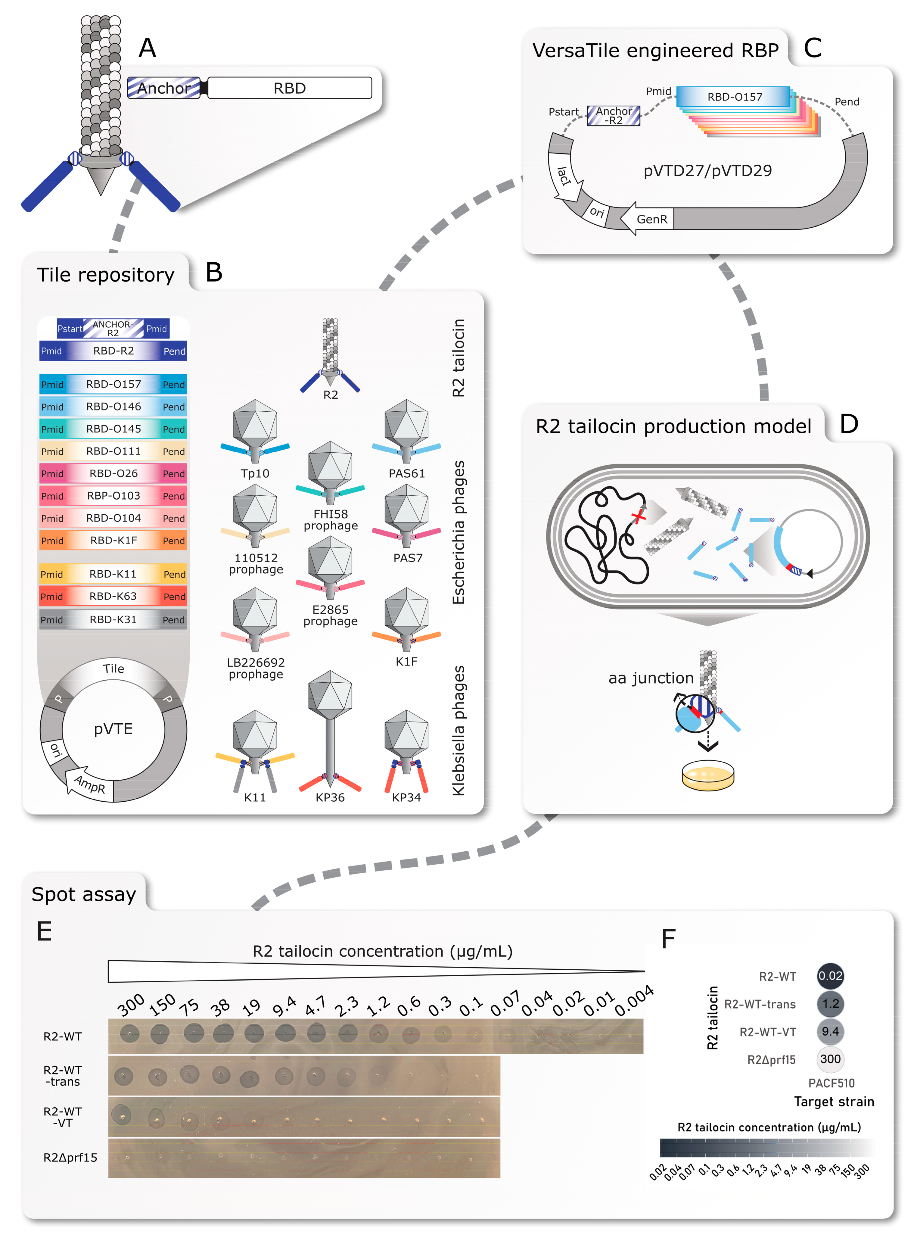 Antibiotics 14 00104 g001