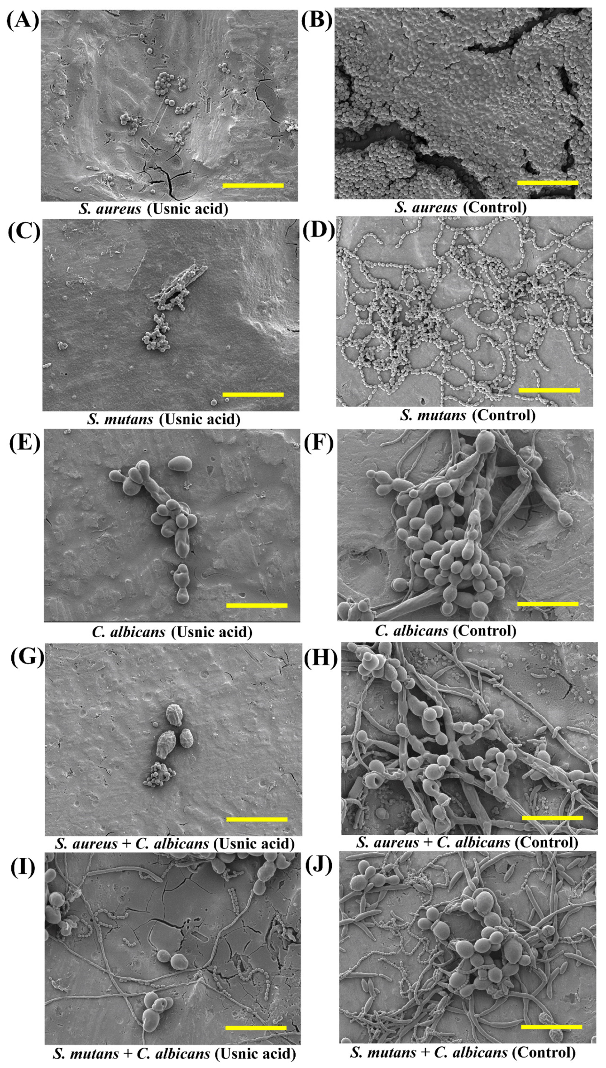 Antibiotics 14 00115 g003