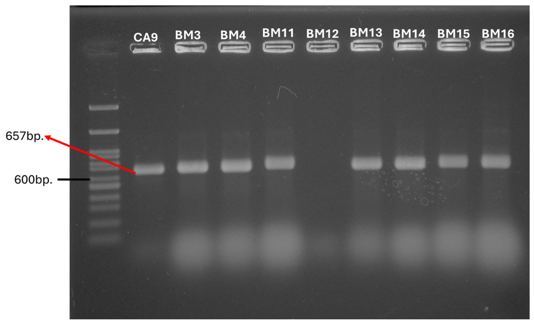 Antibiotics 14 00145 g001 Antibiotics 14 00145 g001