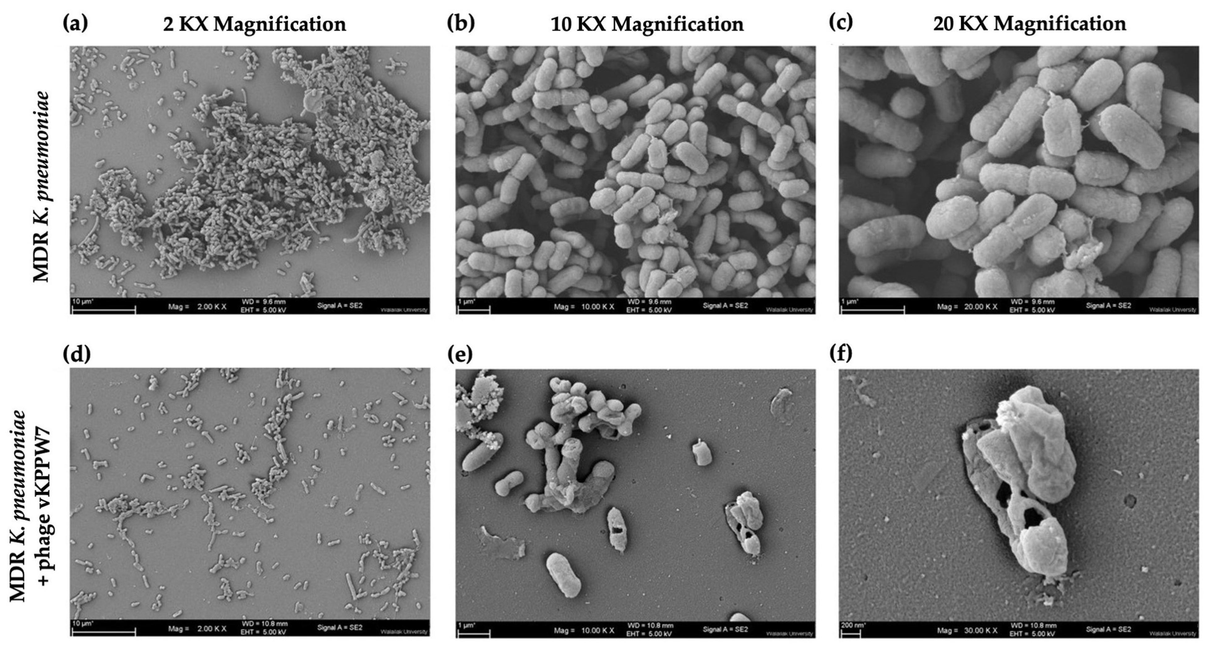 Antibiotics 14 00157 g009