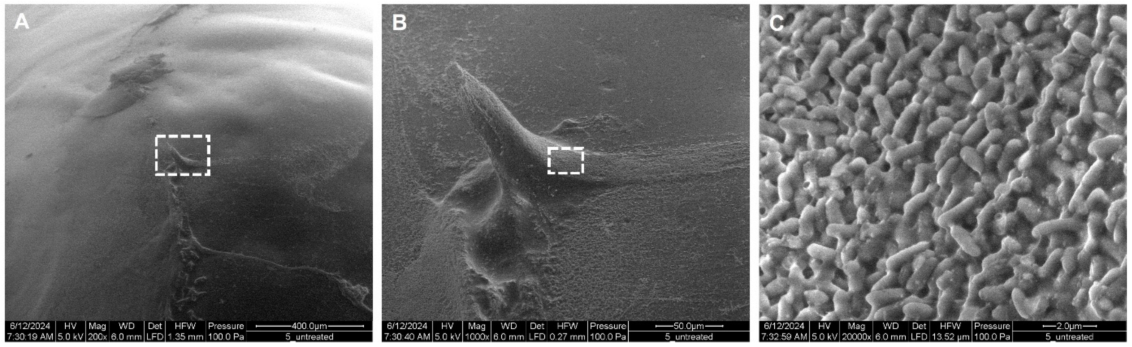 Antibiotics 14 00163 g003