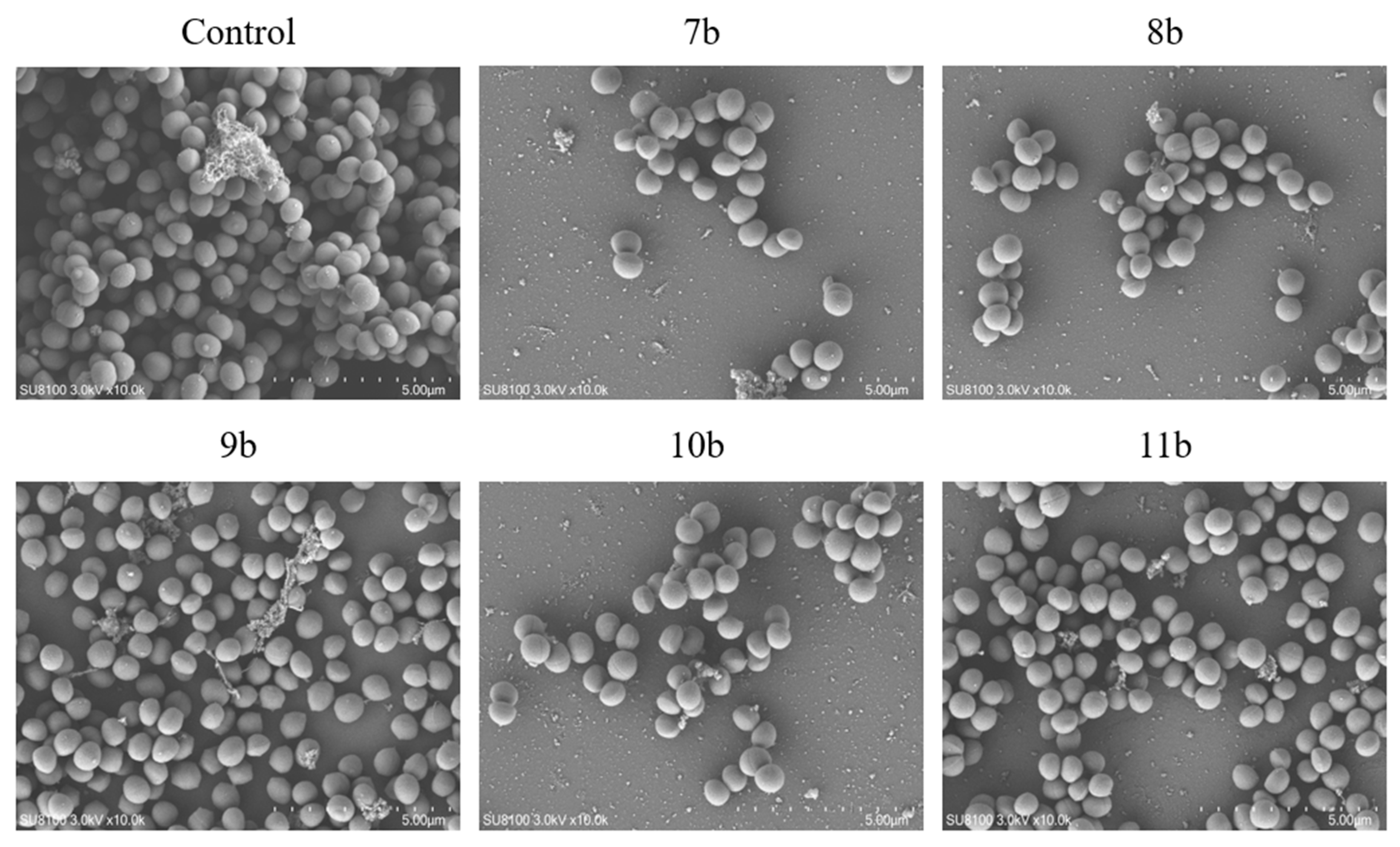 Antibiotics 14 00173 g004