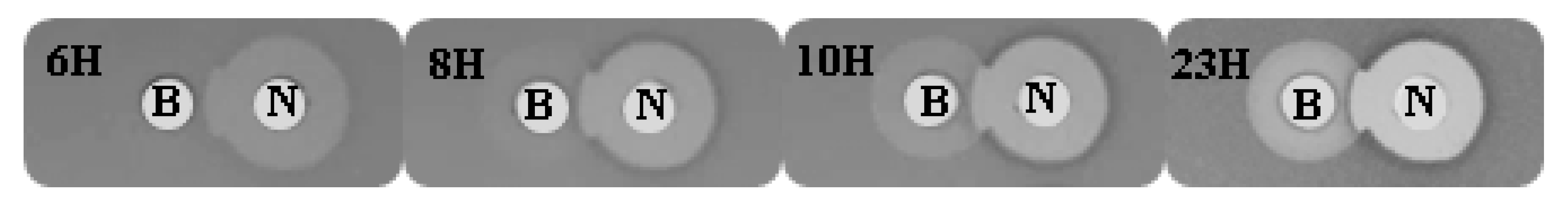 Antibiotics 14 00184 g003