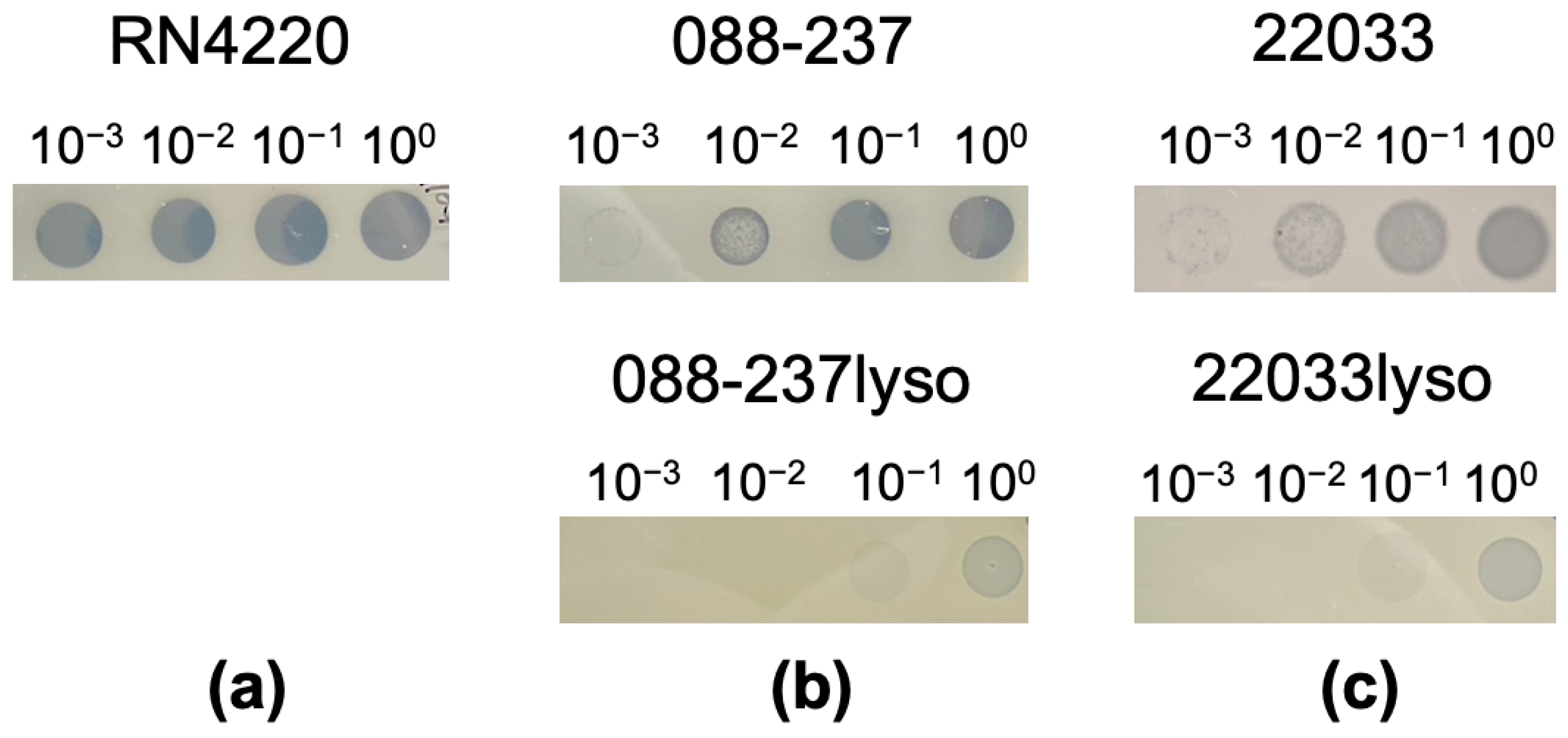 Antibiotics 14 00191 g001 Antibiotics 14 00191 g001