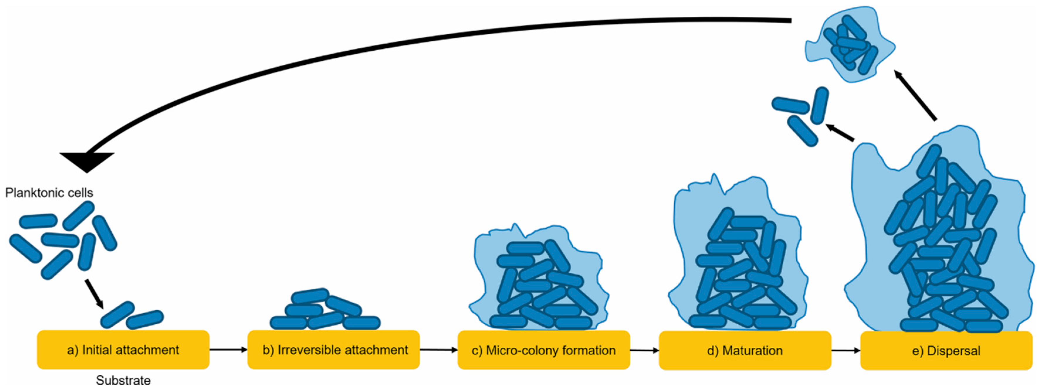 Antibiotics 14 00207 g001