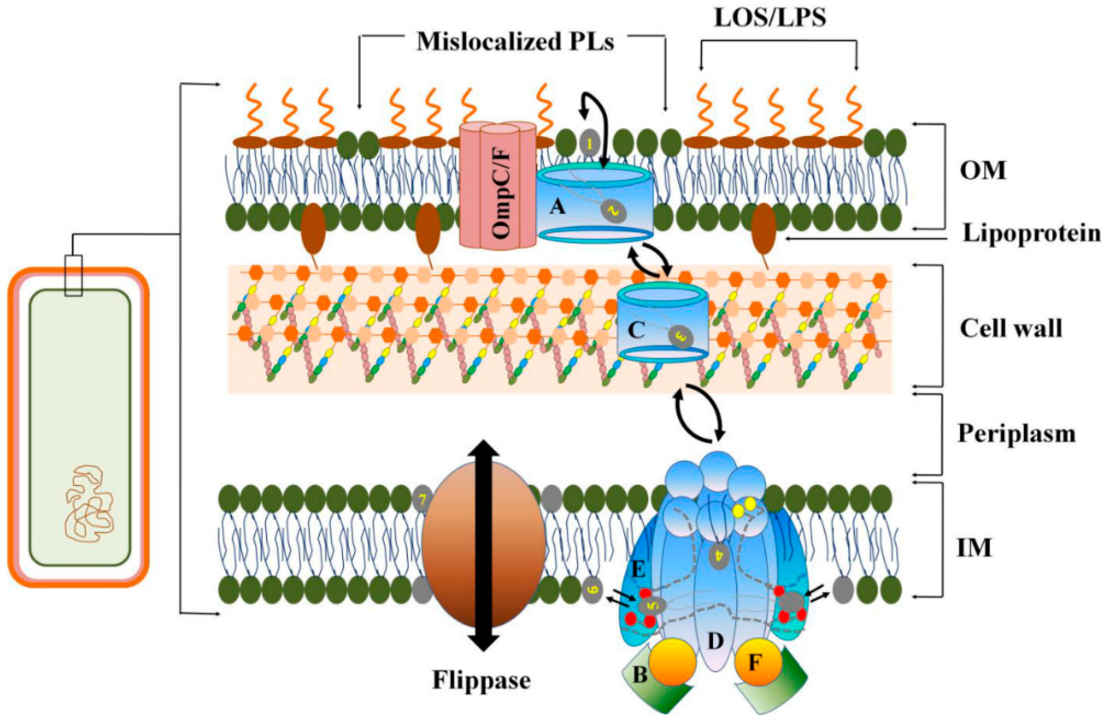 Antibiotics 14 00207 g002