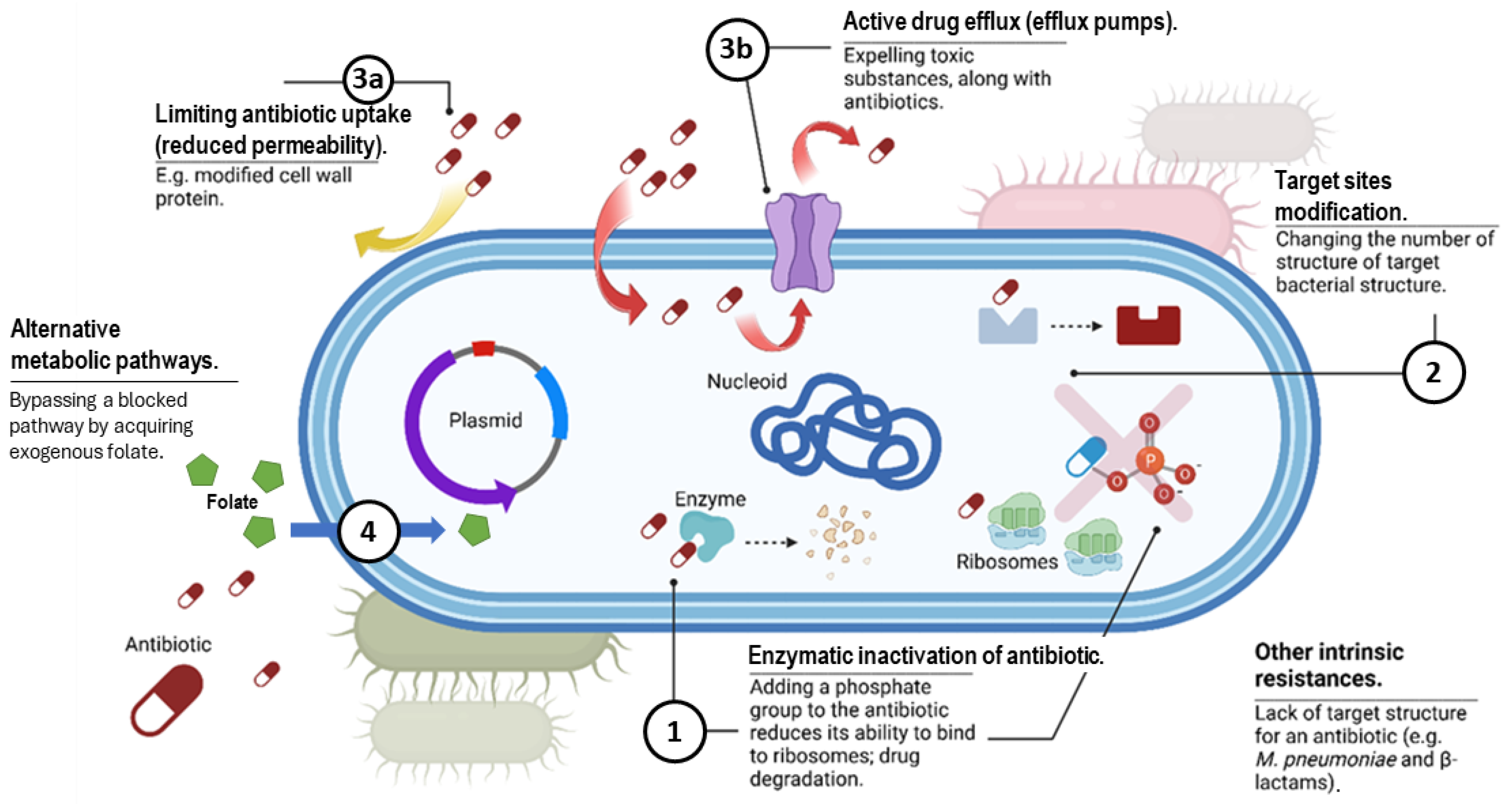 Antibiotics 14 00221 g003 Antibiotics 14 00221 g003