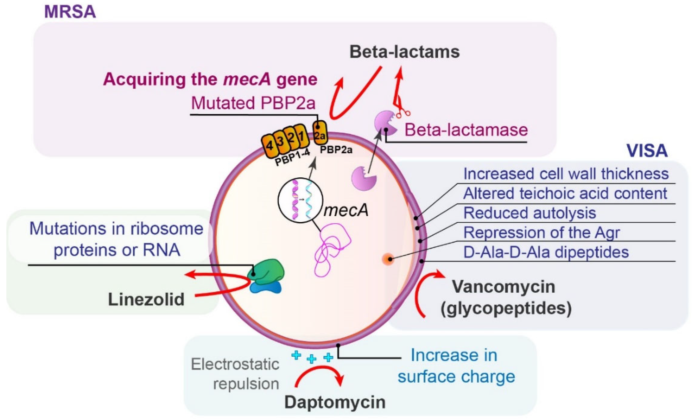 Antibiotics 14 00221 g004 Antibiotics 14 00221 g004