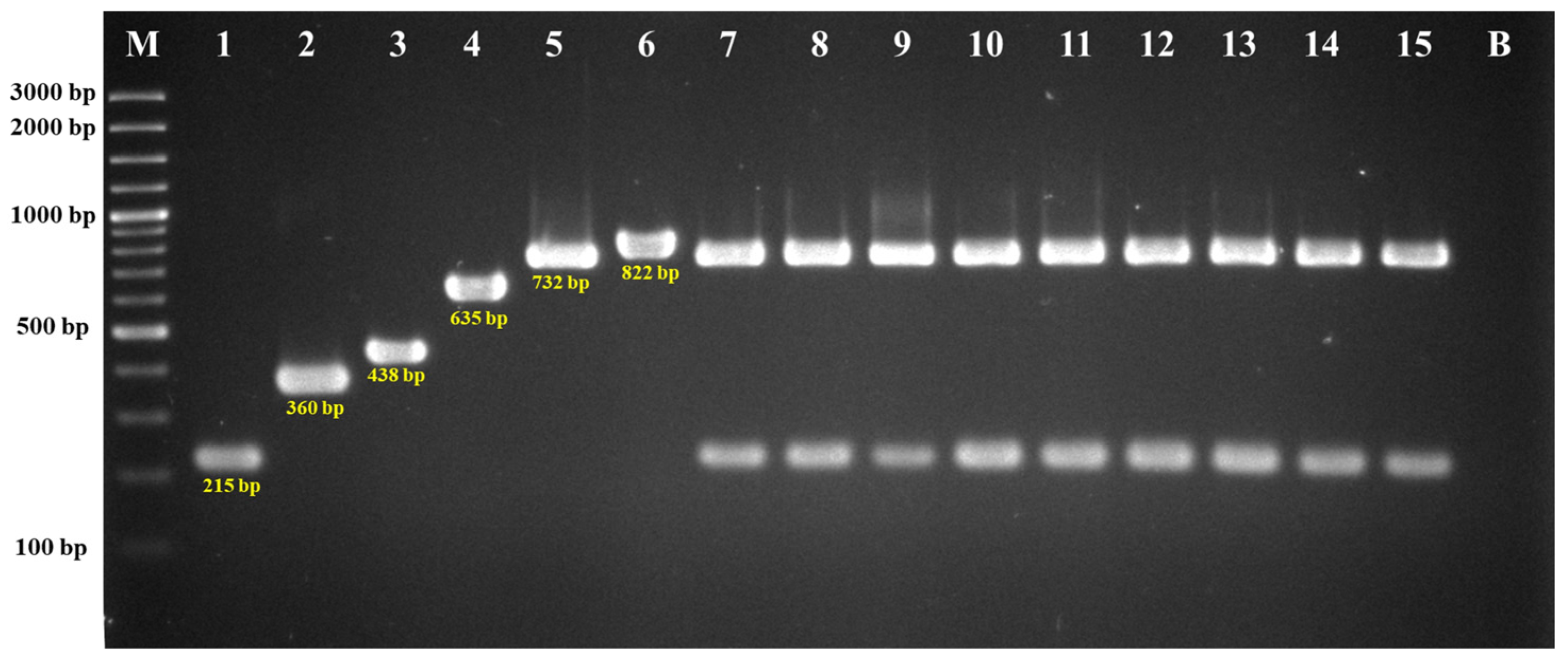 Antibiotics 14 00229 g001