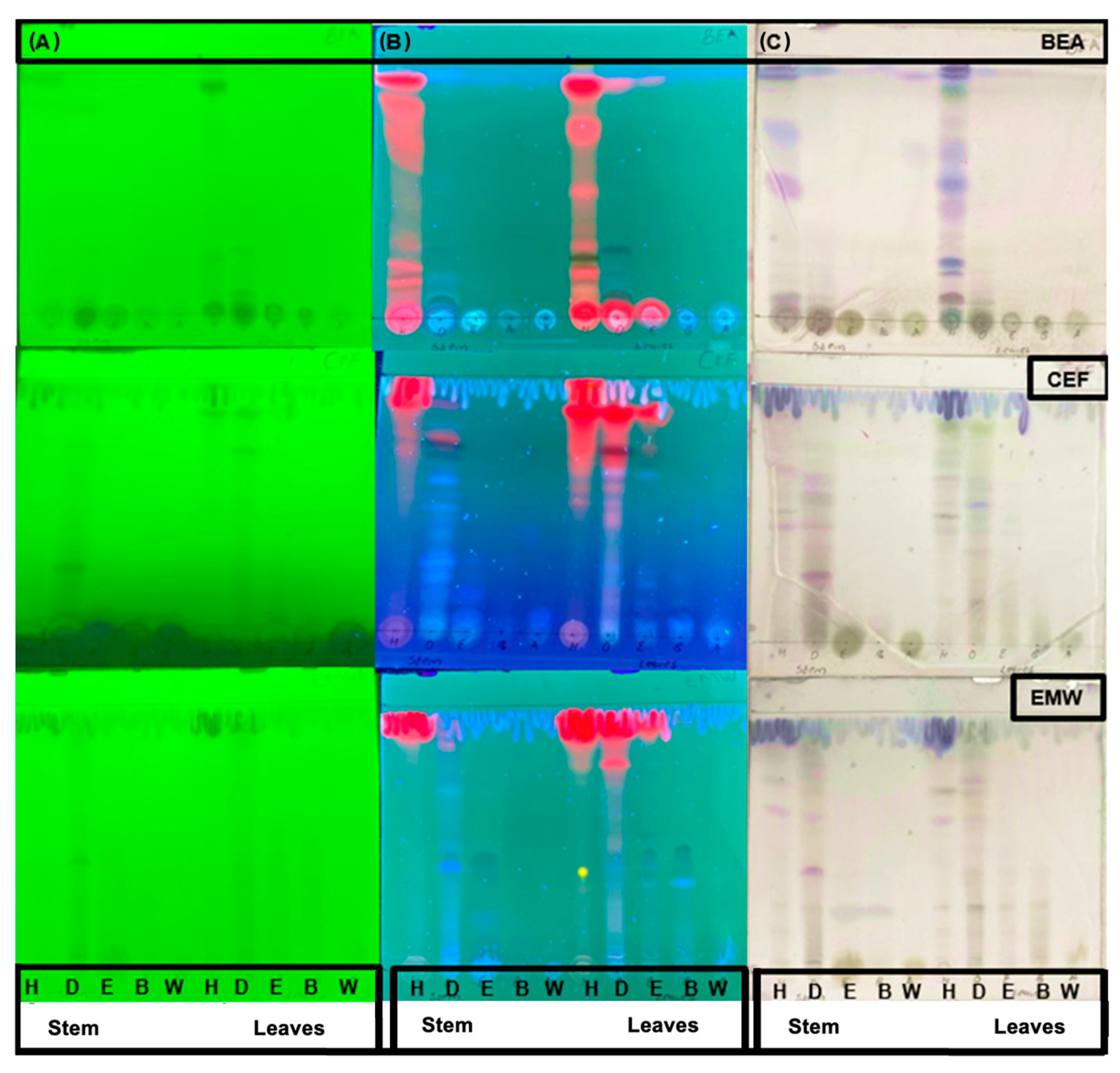 Antibiotics 14 00238 g001