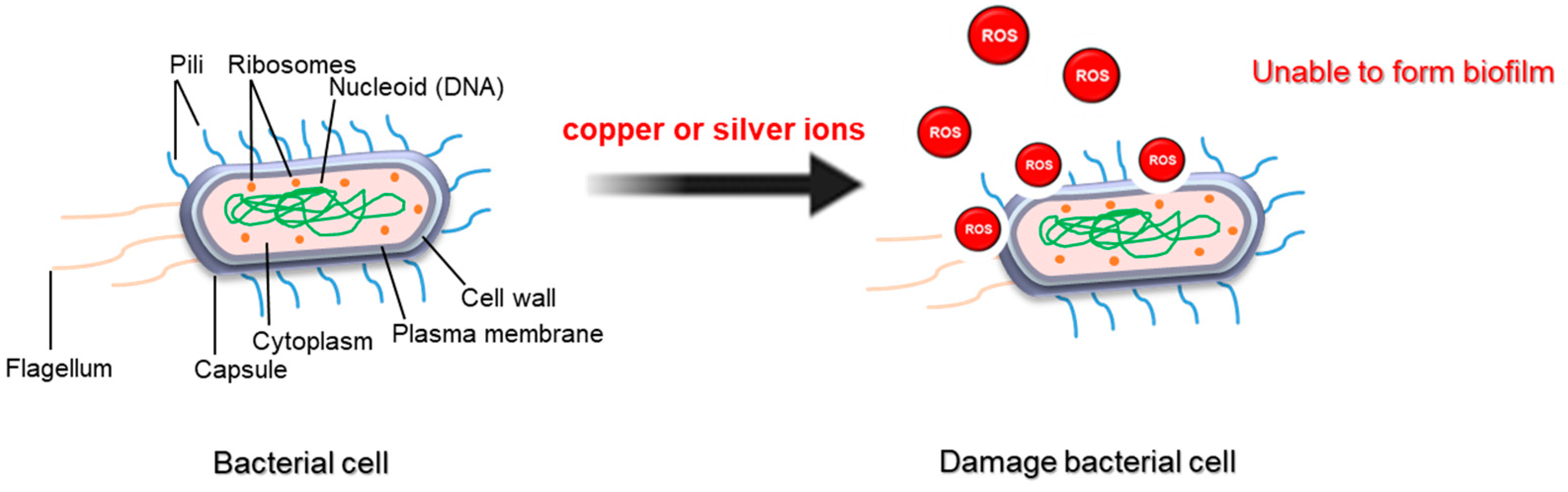 Antibiotics 14 00254 g003