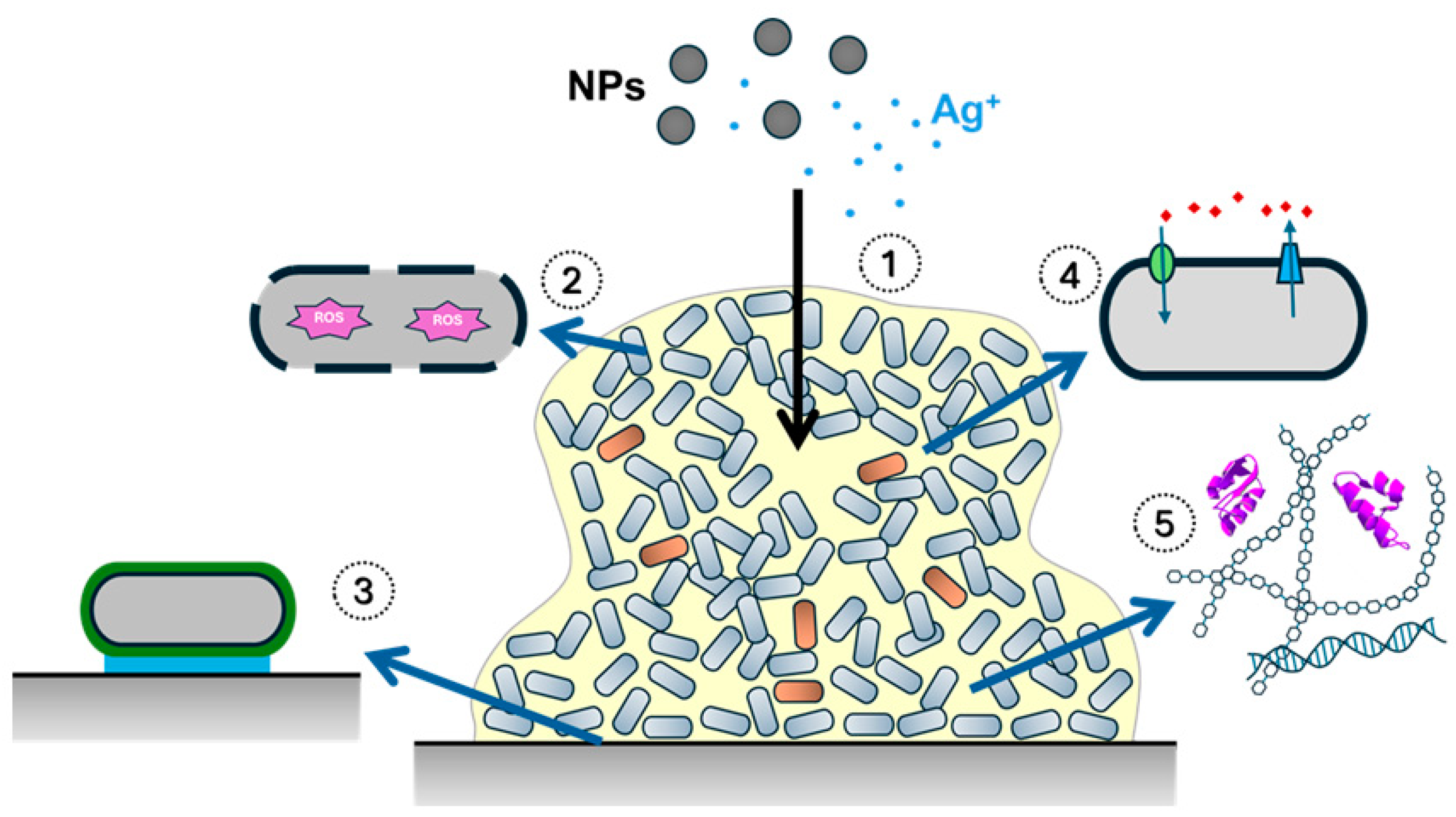 Antibiotics 14 00289 g003