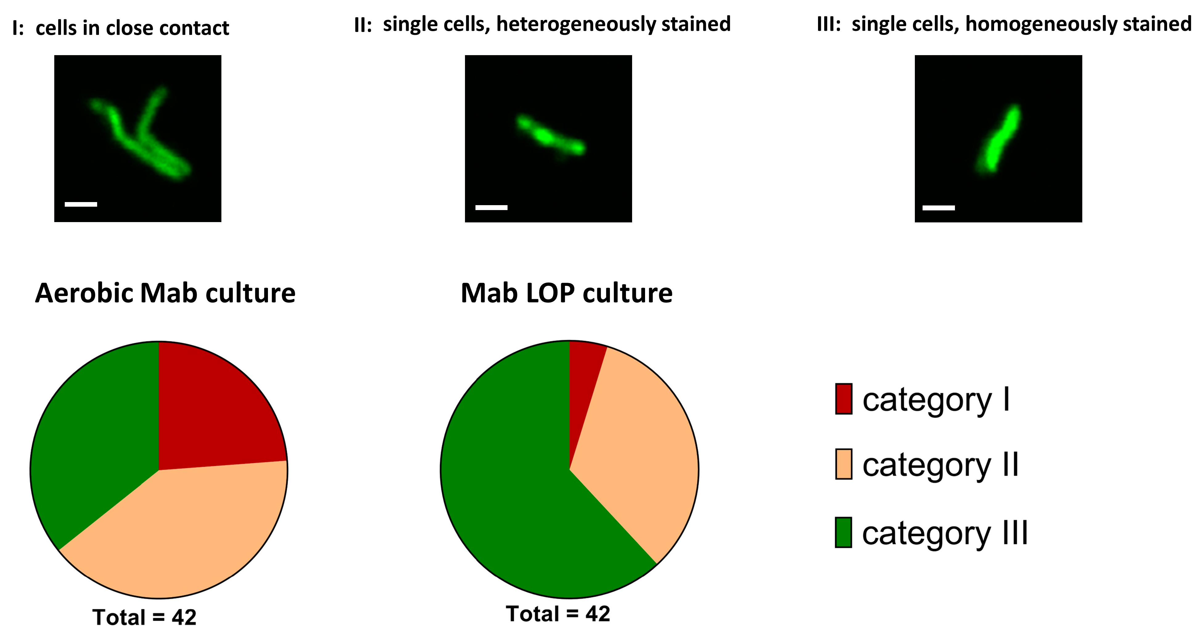 Antibiotics 14 00299 g008