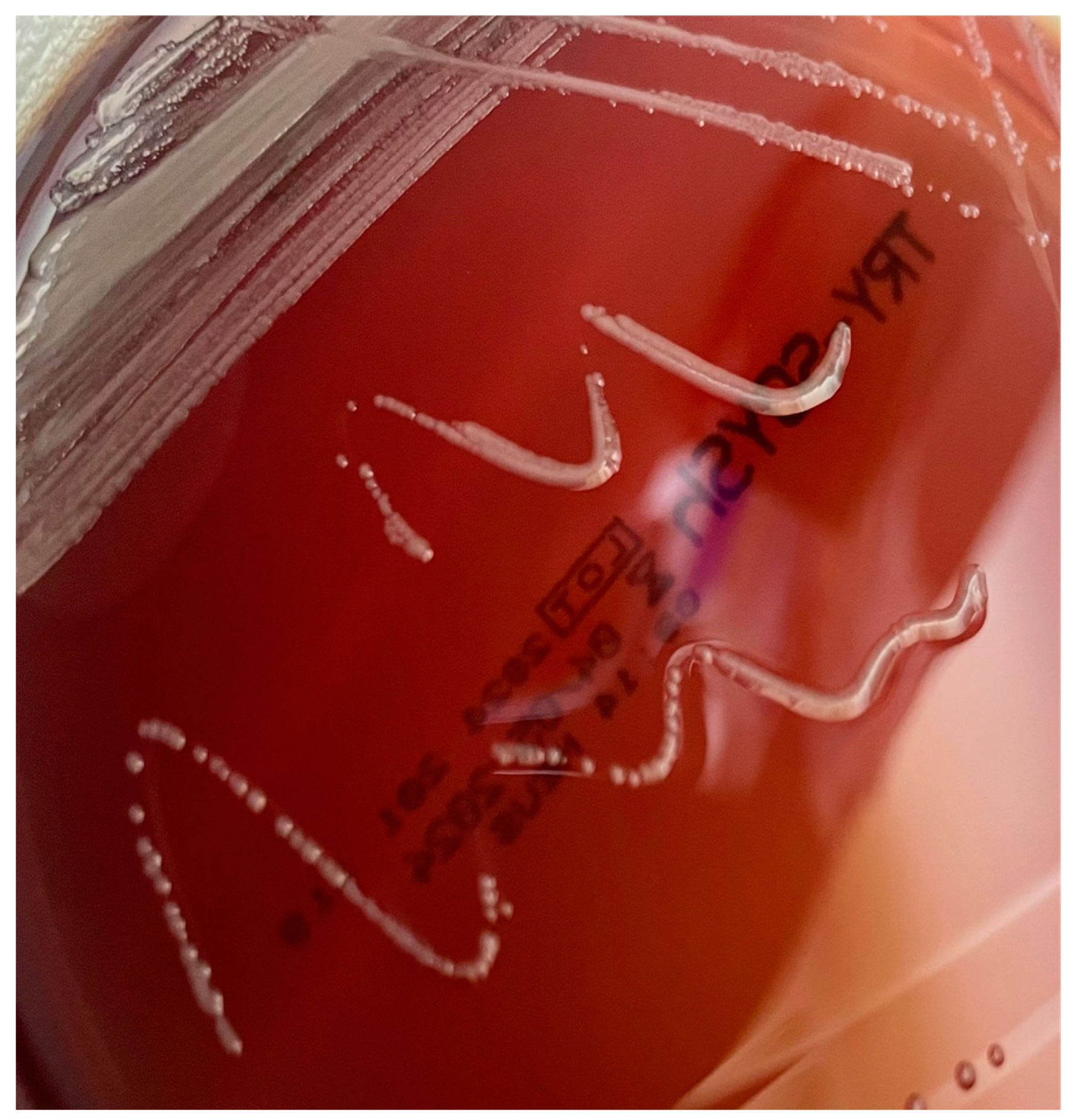 Antibiotics 14 00306 g005
