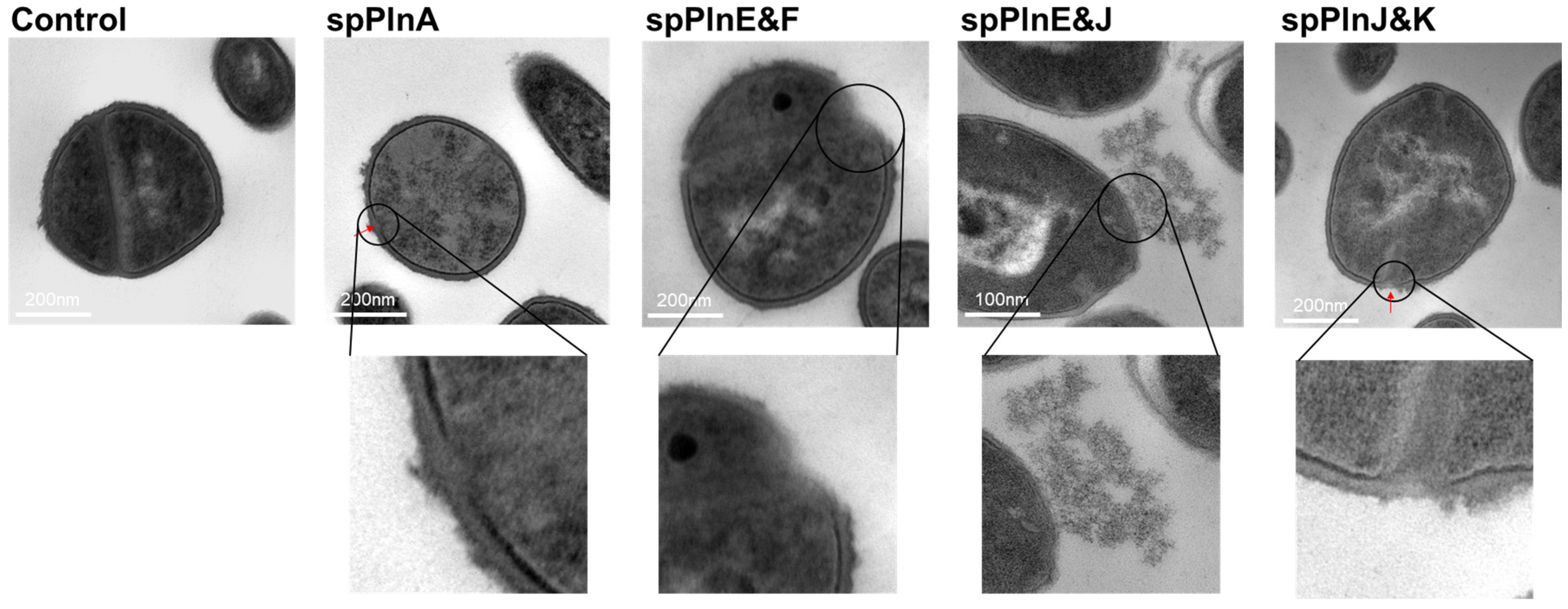 Antibiotics 14 00311 g002