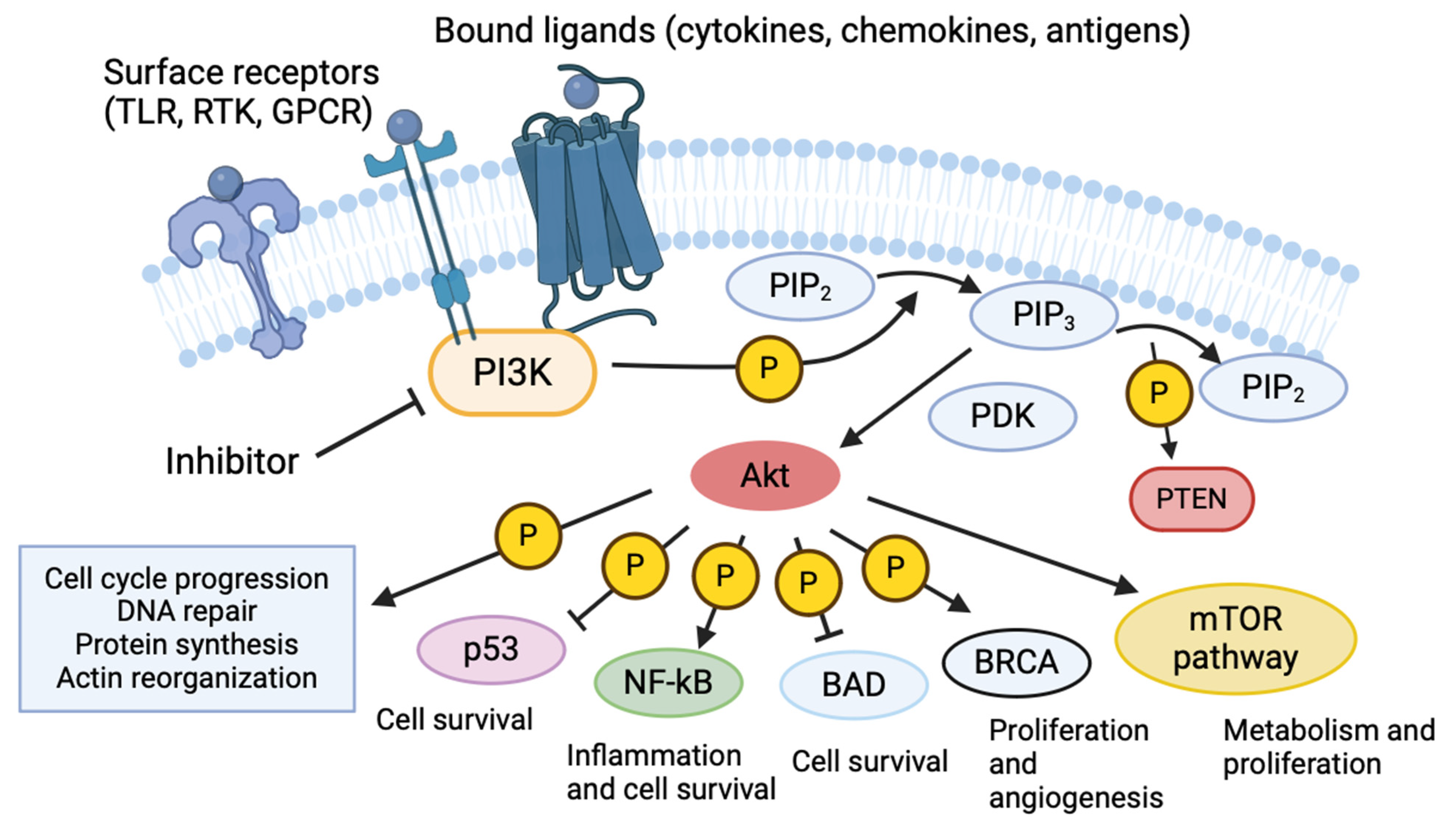 Antibiotics 14 00315 g001