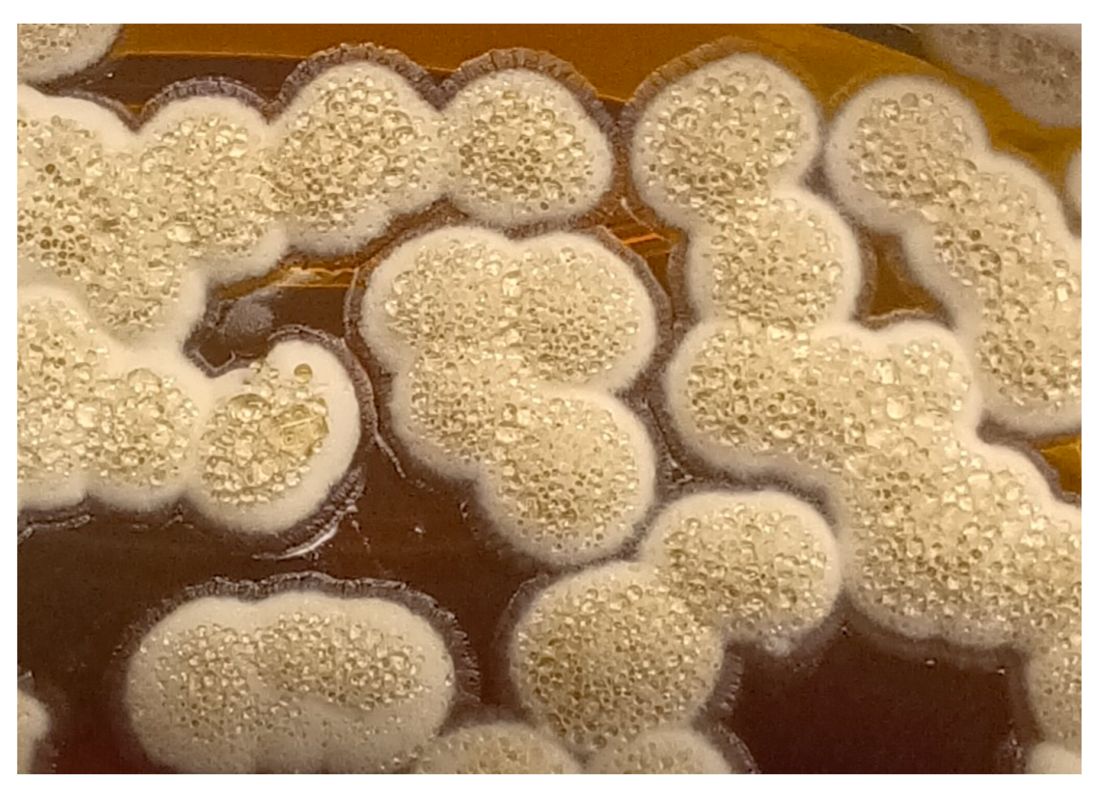 Antibiotics 14 00317 g001