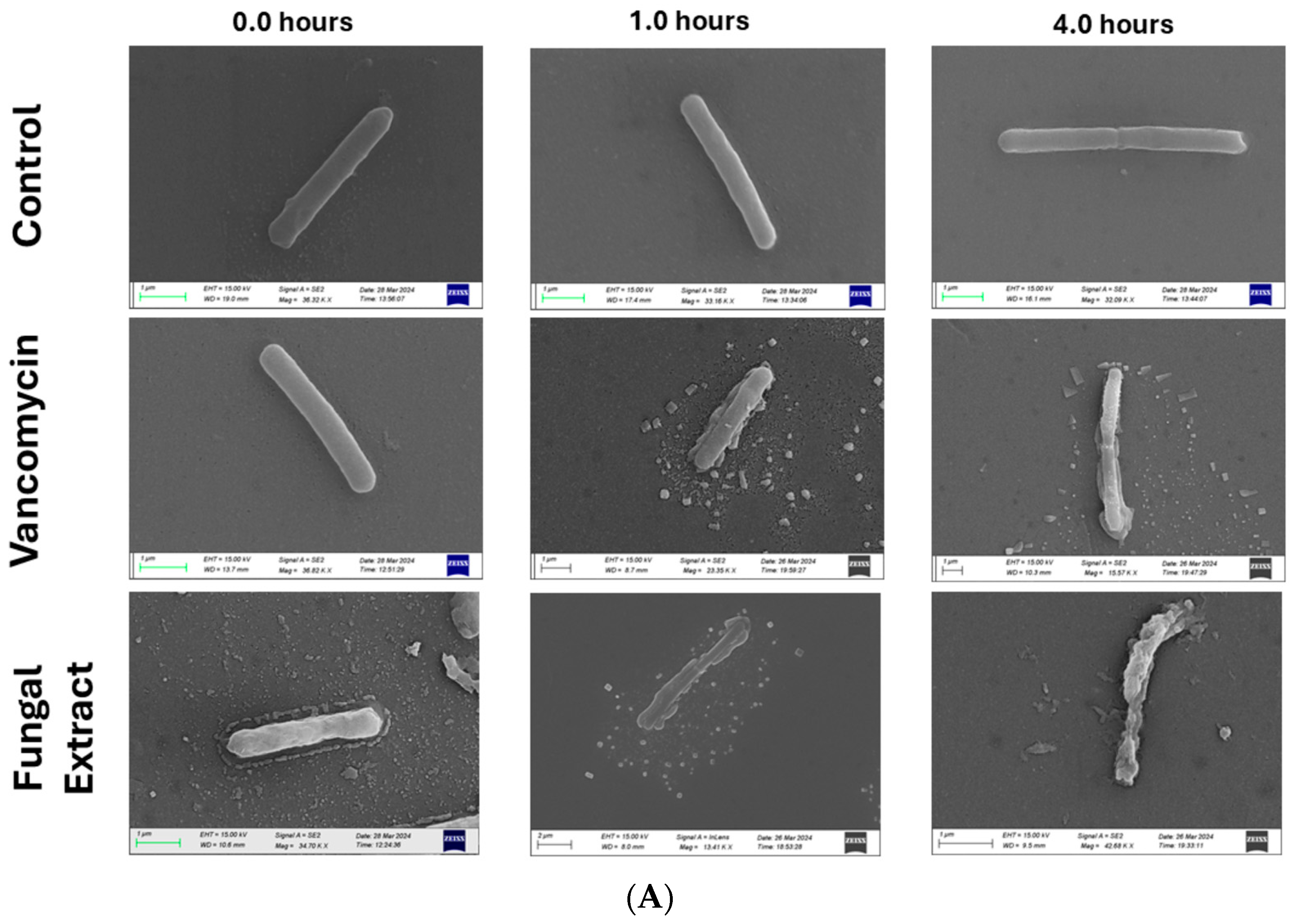 Antibiotics 14 00333 g002a