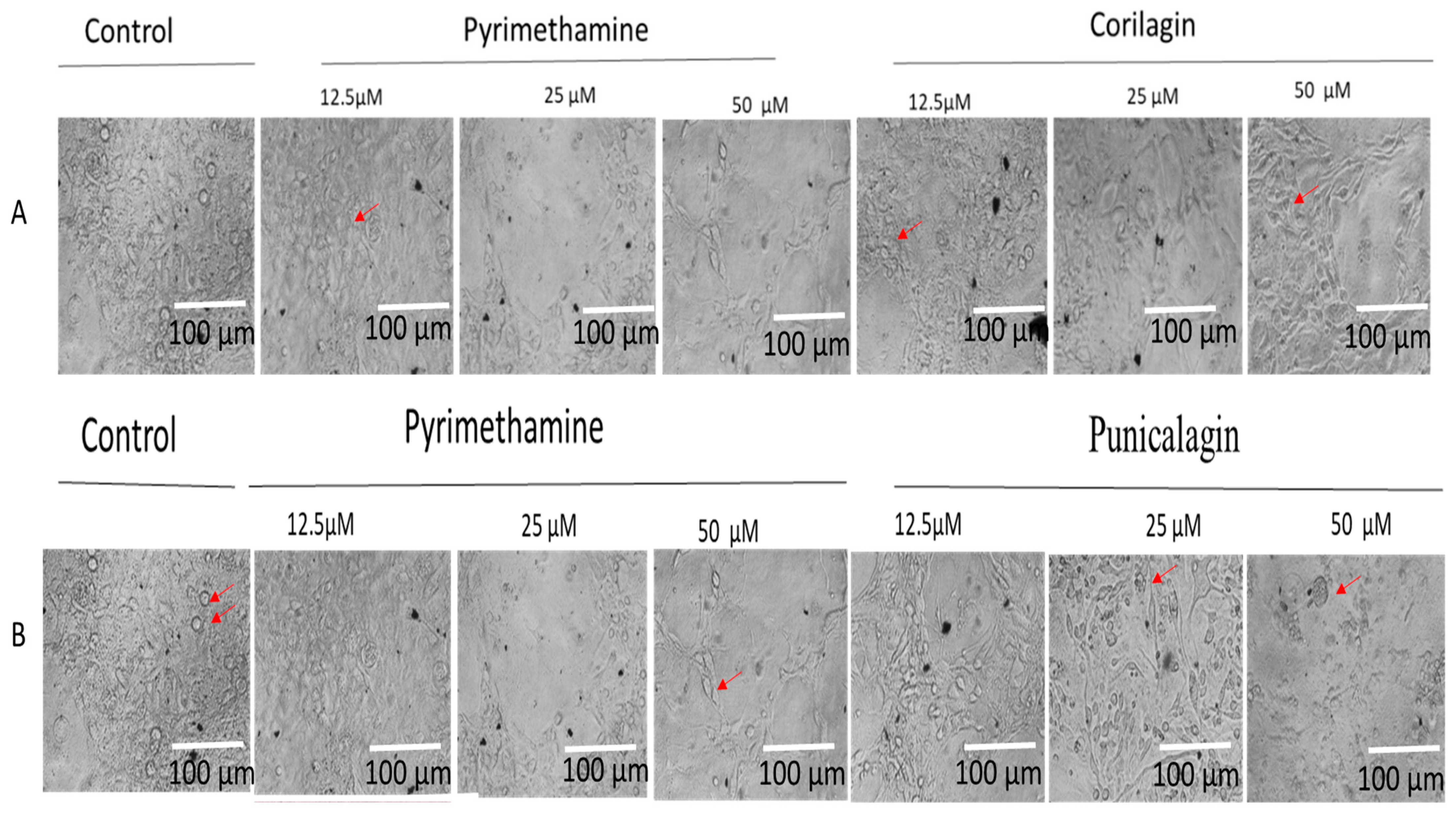 Antibiotics 14 00336 g003