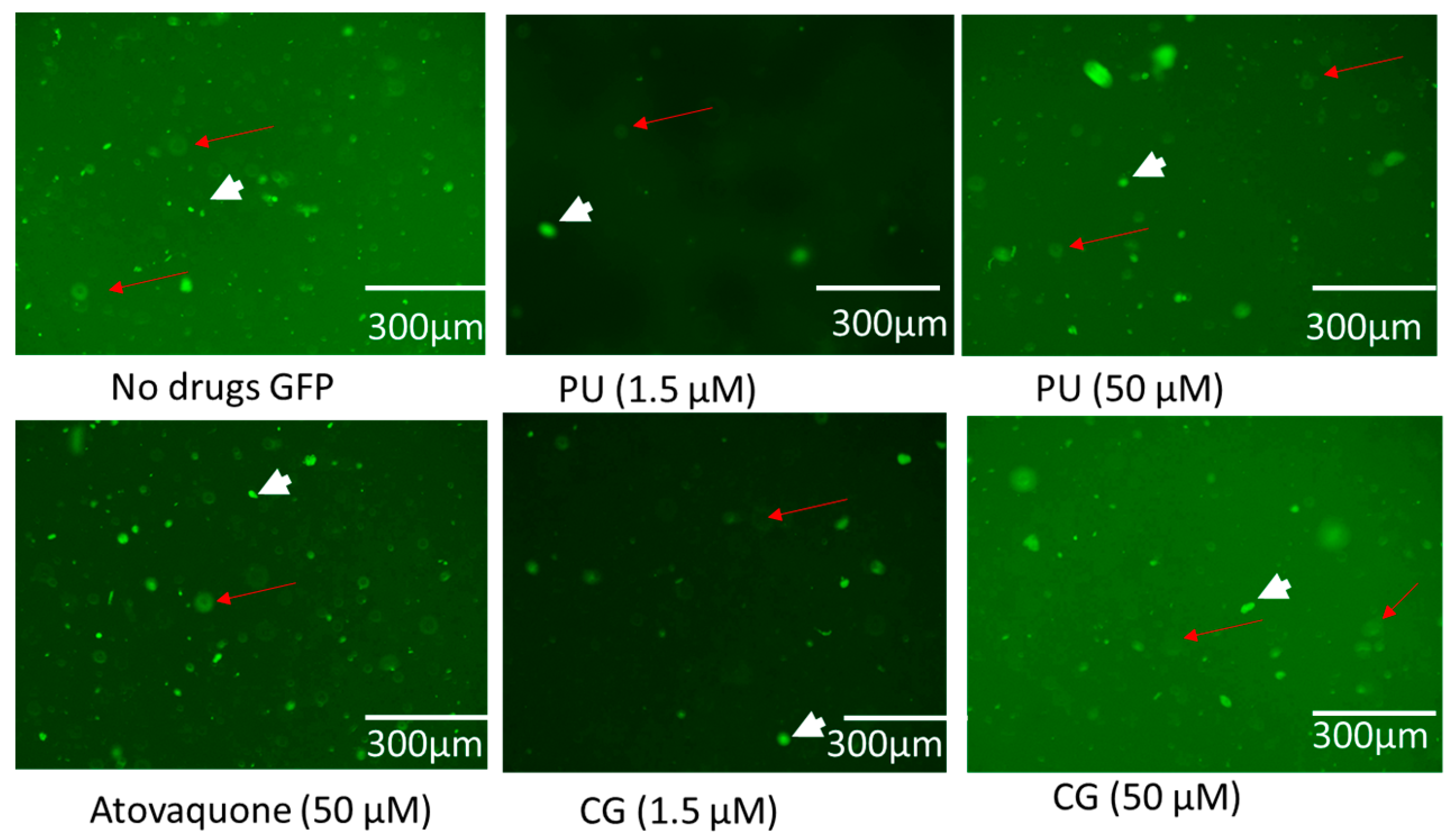 Antibiotics 14 00336 g004