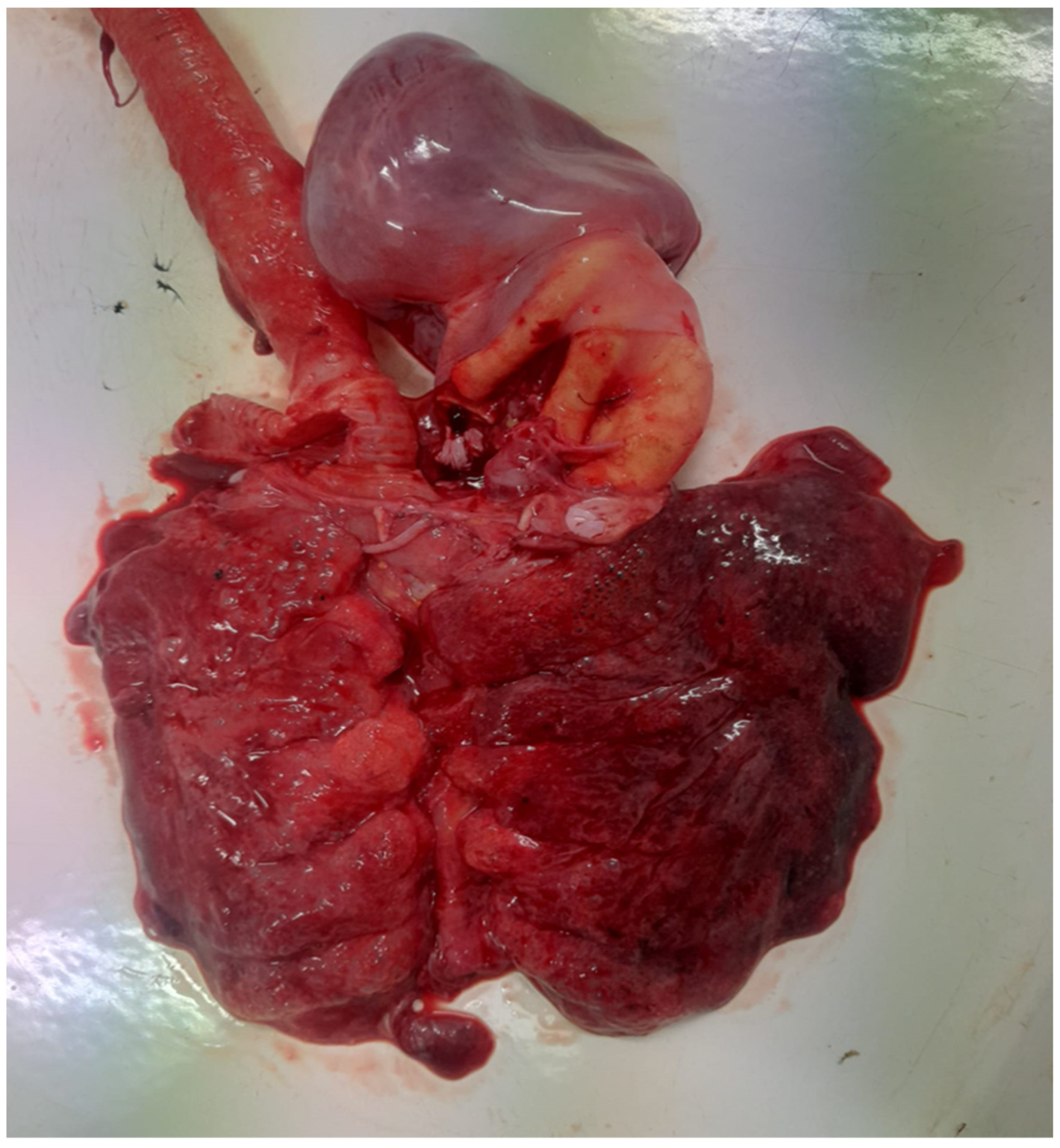 Antibiotics 14 00354 g001