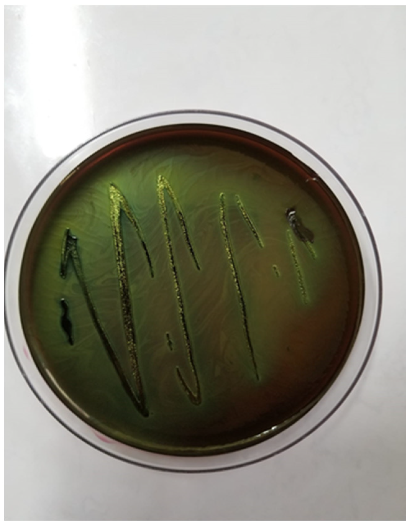 Antibiotics 14 00354 g002