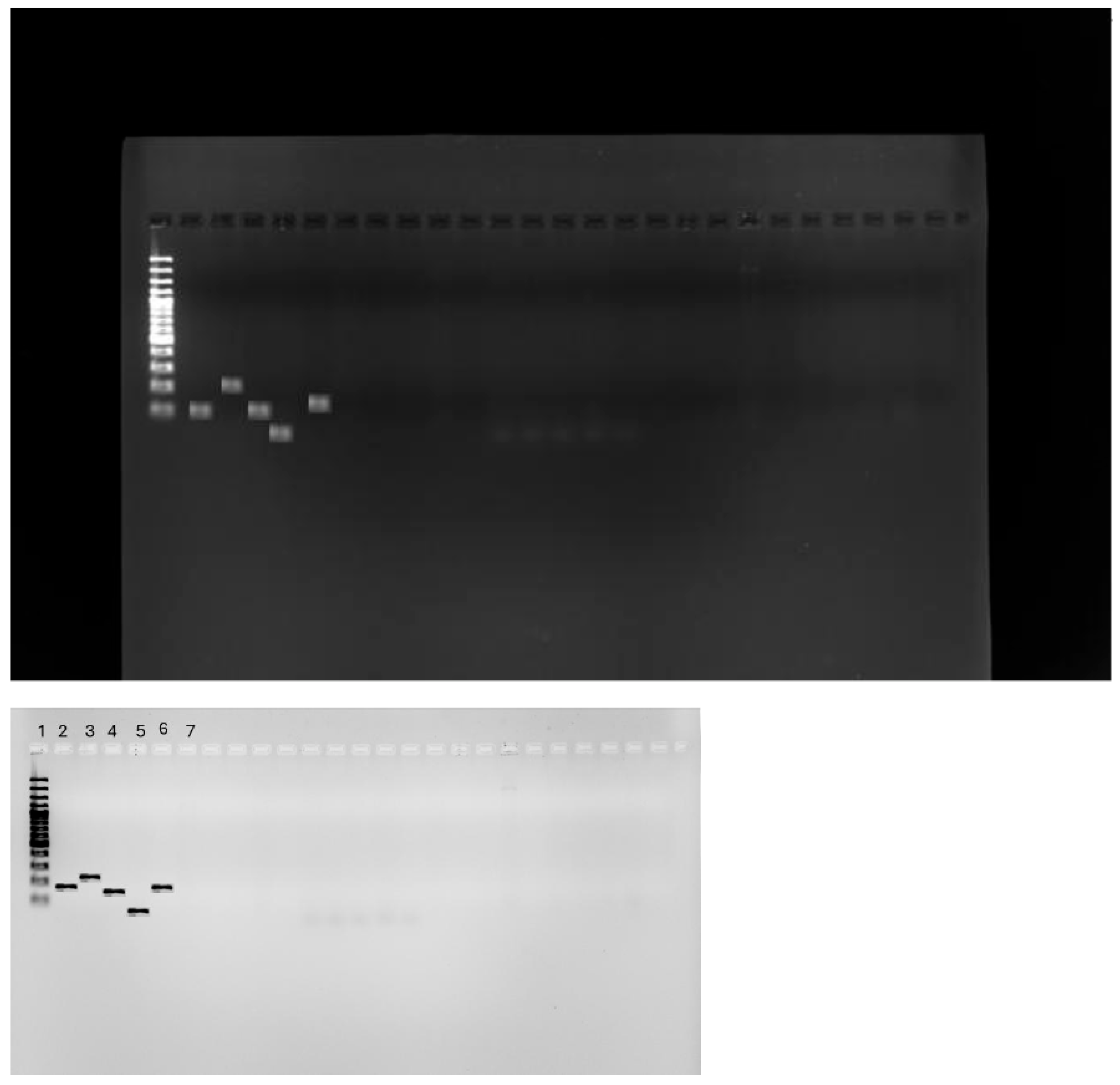 Antibiotics 14 00407 g004