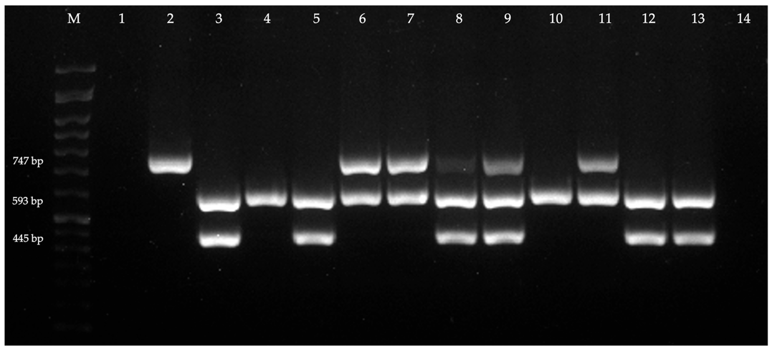 Antibiotics 14 00408 g002