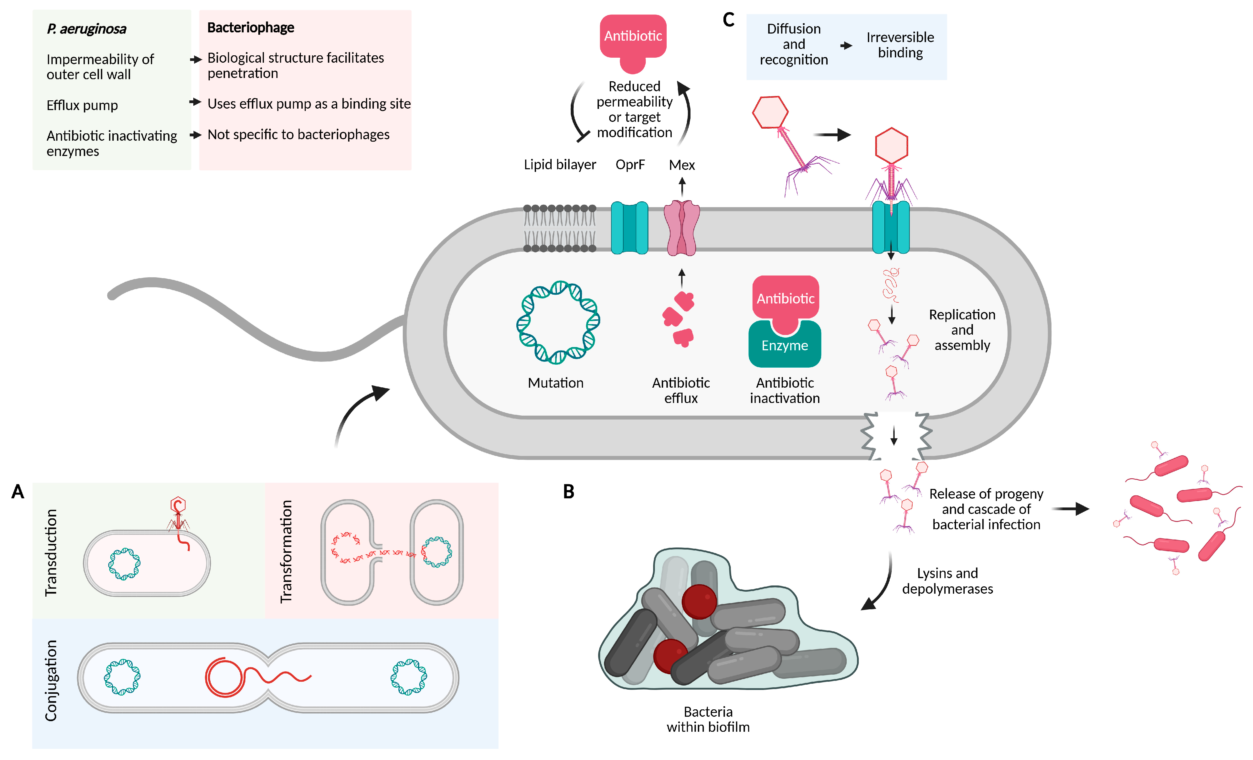 Antibiotics 14 00427 g001